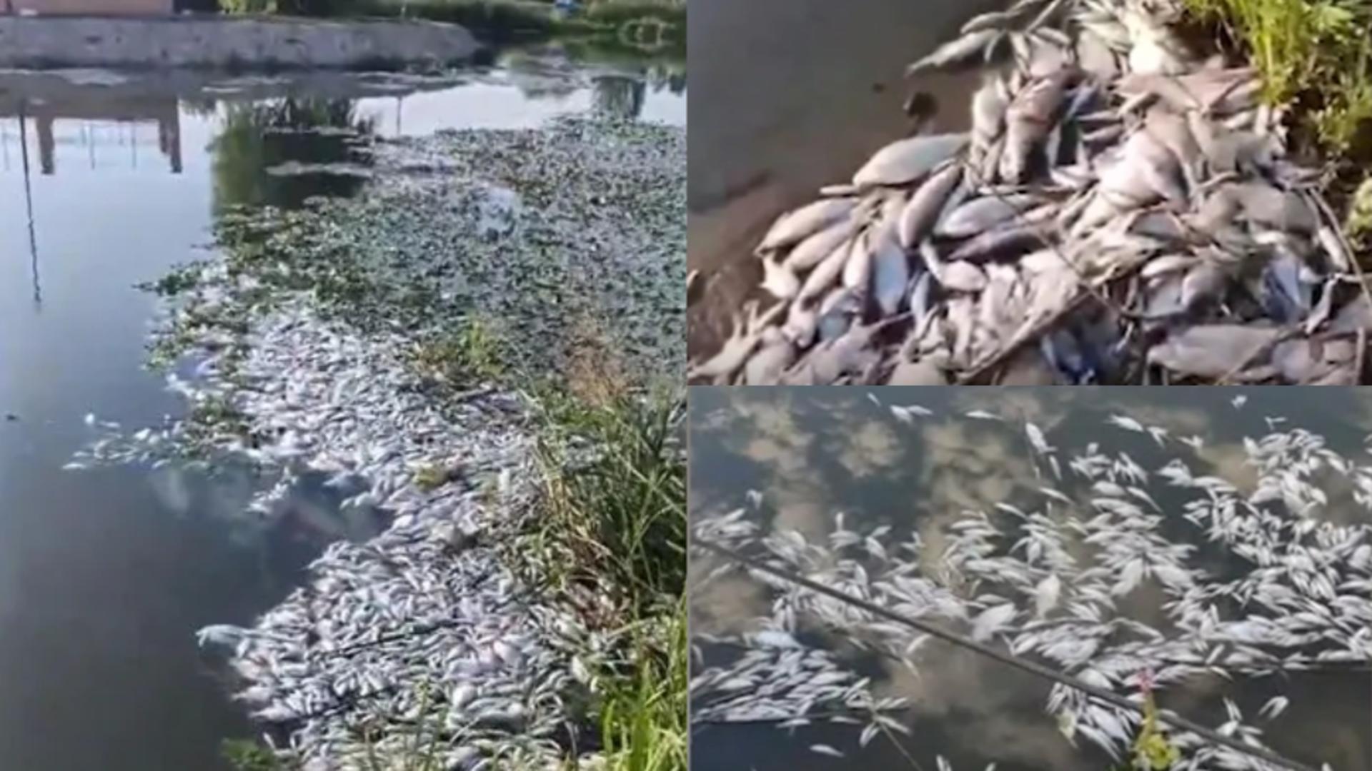 Imagini dezastruoase în Timiș! FOTO: Captura Opinia Timisoarei