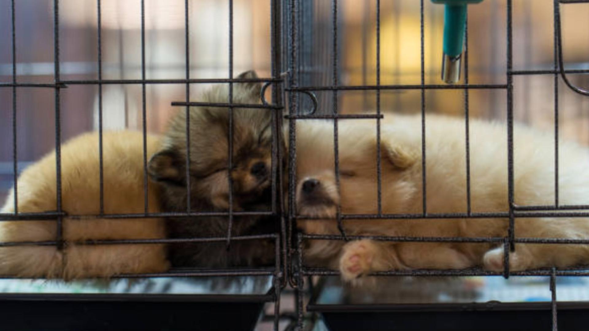 Trei persoane, sub control judiciar în cazul adăpostului de câini din Vrancea/ Arhivă foto