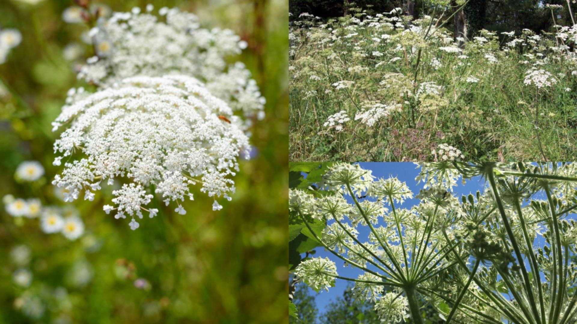 Planta banală care îți pune în pericol sănătatea