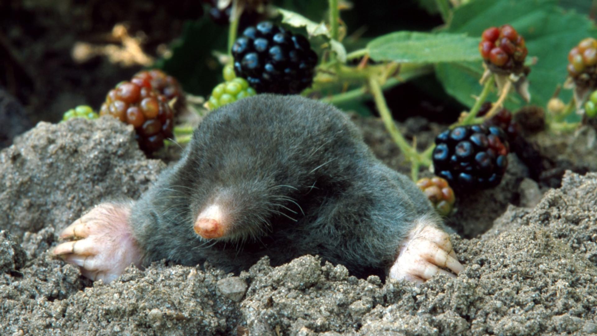 Scapă de cârtițele din grădină ușor și eficient! Ce flori să plantezi: le va pune pe fugă imediat /Profimedia