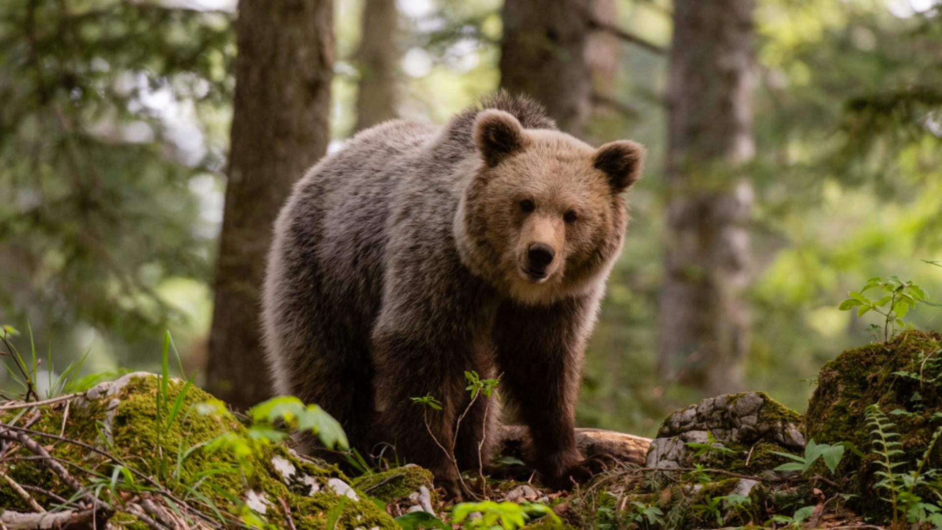 Locuitorii unei comune din județul Buzău, terorizați de urși/ Profimedia