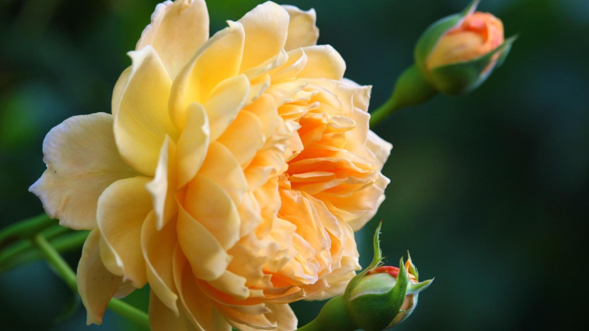 Cum îți salvezi trandafirii în zilele toride: greșeala banală care distruge florile