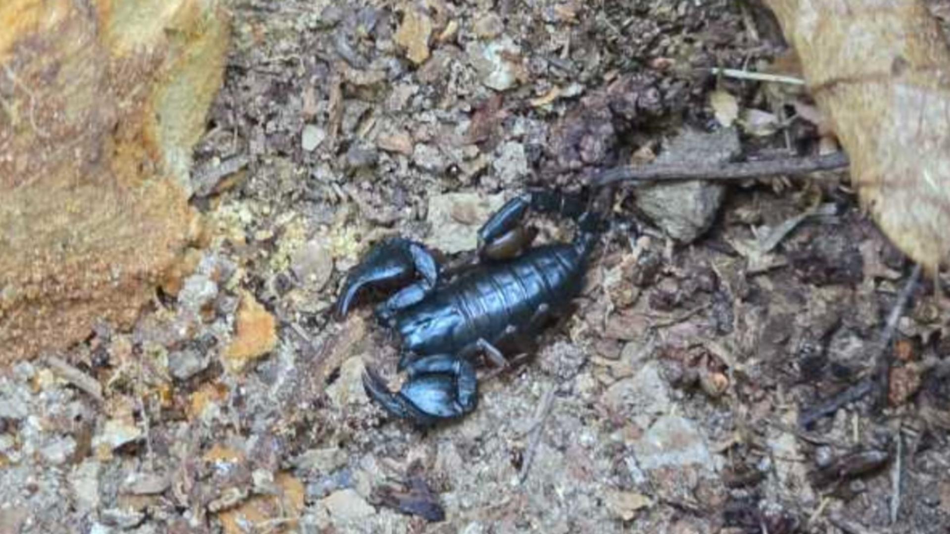 Zeci de scorpioni carpatini, observaţi sub roci într-o comună din România, pe fondul temperaturilor ridicate