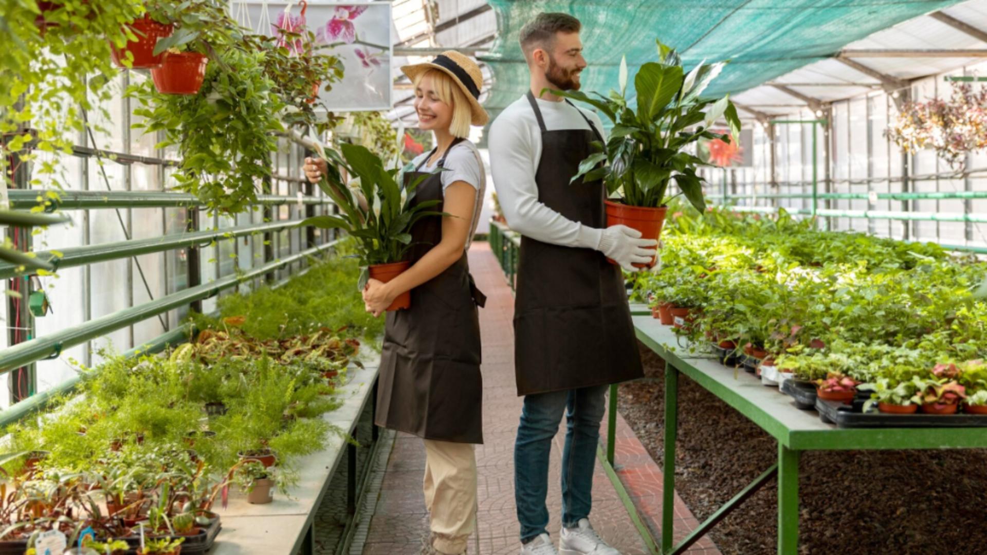 Românii care vor să ridice sere, garaje și alte construcții mici în curte au motiv de sărbătoare. O nouă lege le ușurează munca