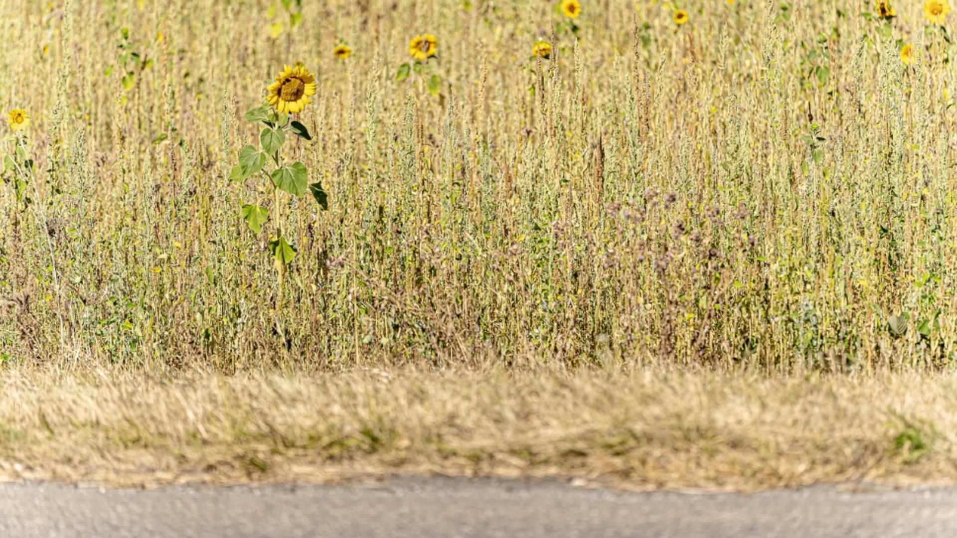 Caniculă în România