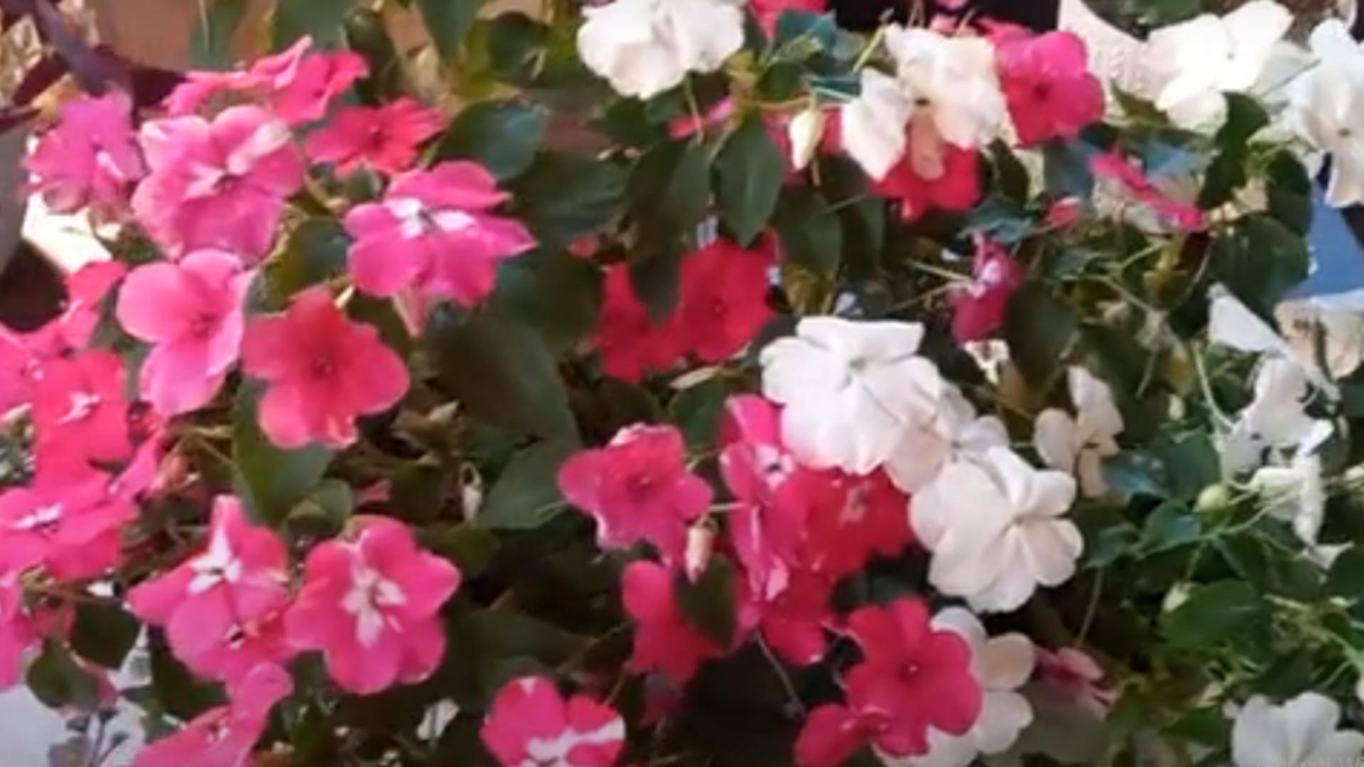 Cum să îngrijești corect SPORUL CASEI, planta care atrage abundența în locuința ta