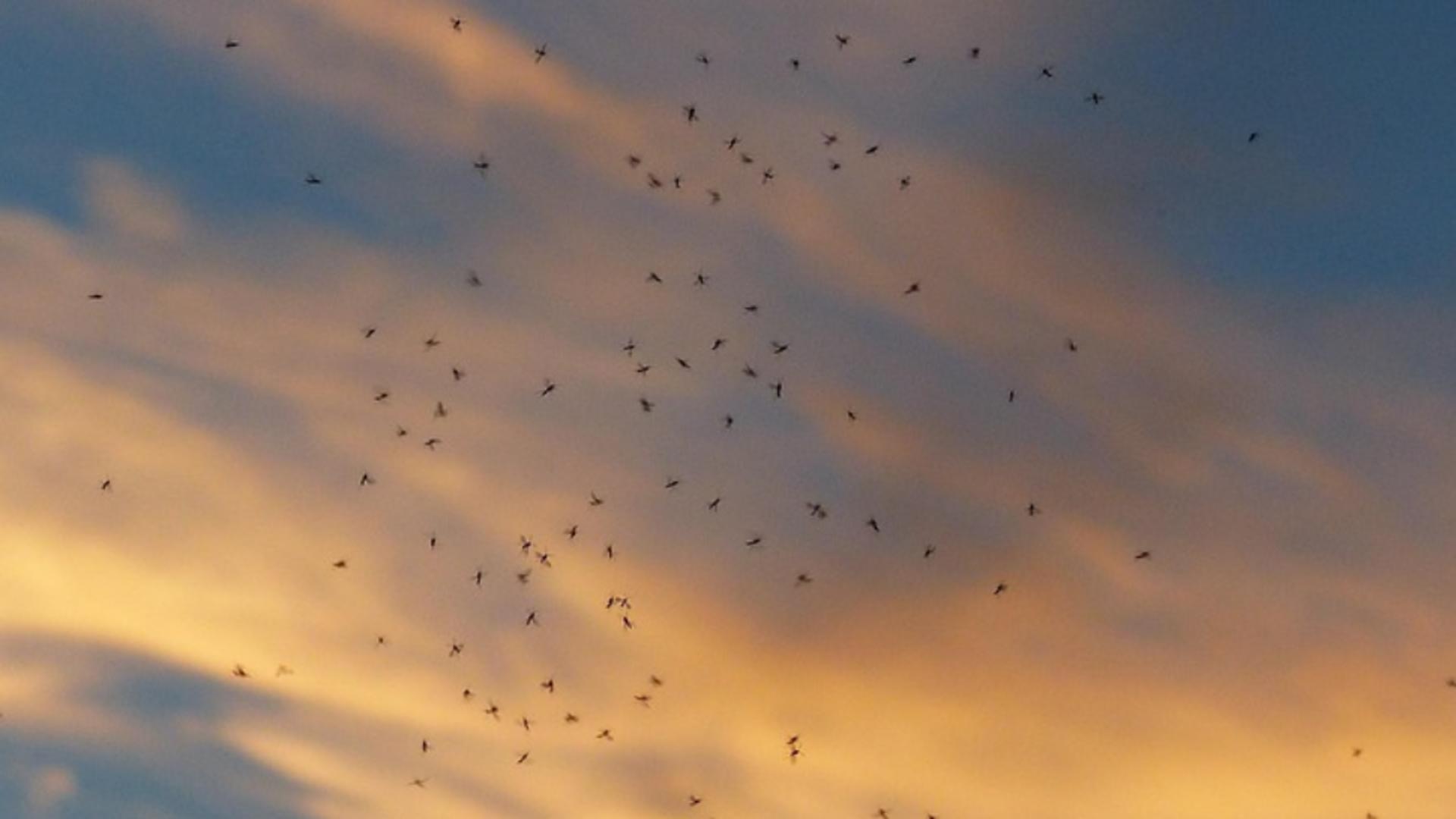 Cum să ții insectele departe de ferestre: trucul natural care transformă plasele într-un scut invizibil