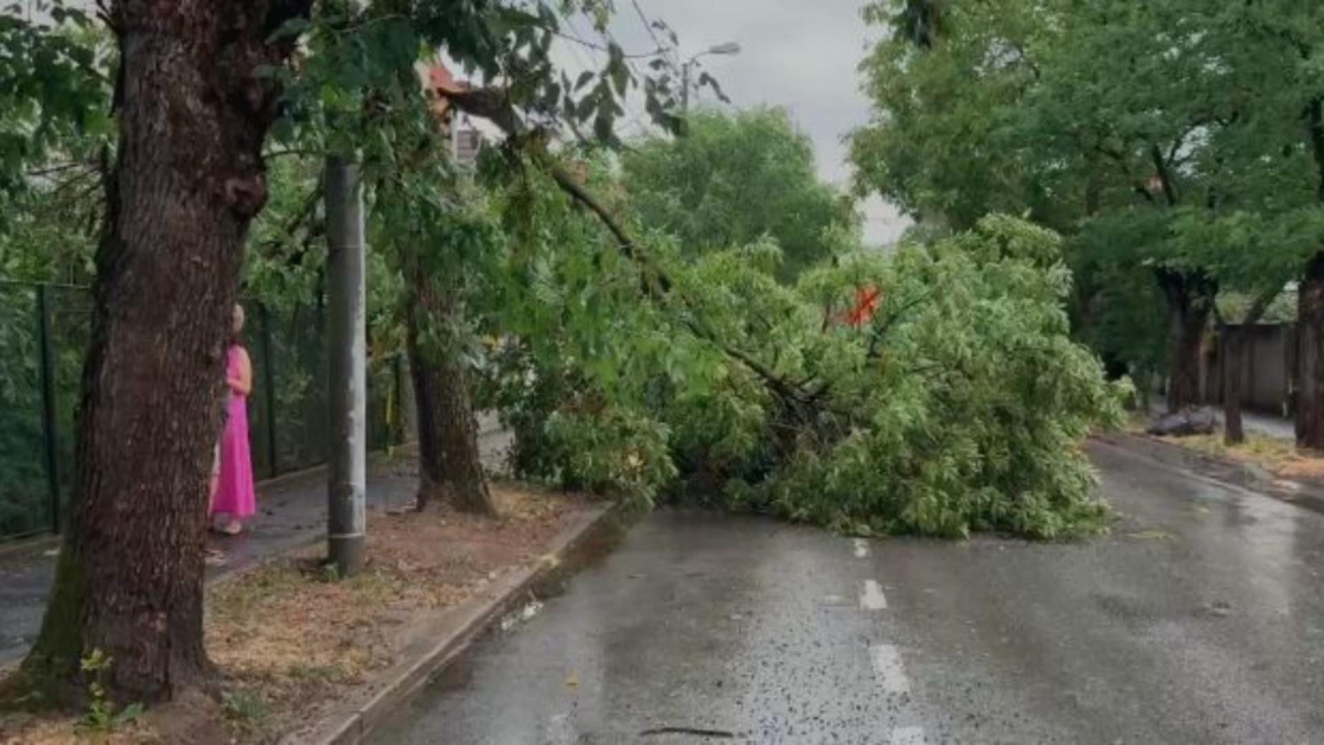 Vijelia a făcut prăpăd în Timiș. FOTO: News.ro