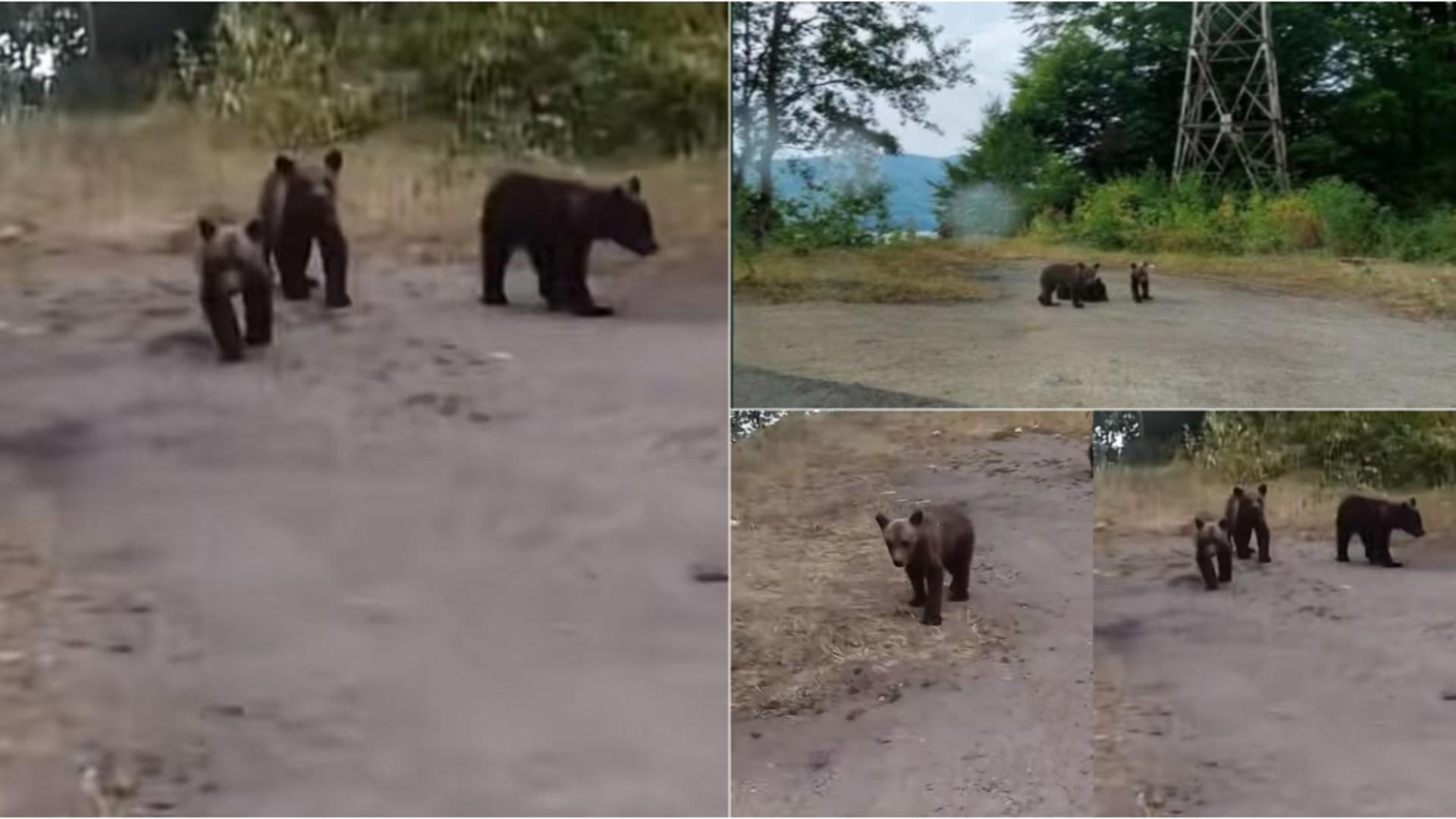 Ce se va întâmpla cu cei trei pui ai ursoaicei. FOTO: Captură TikTok