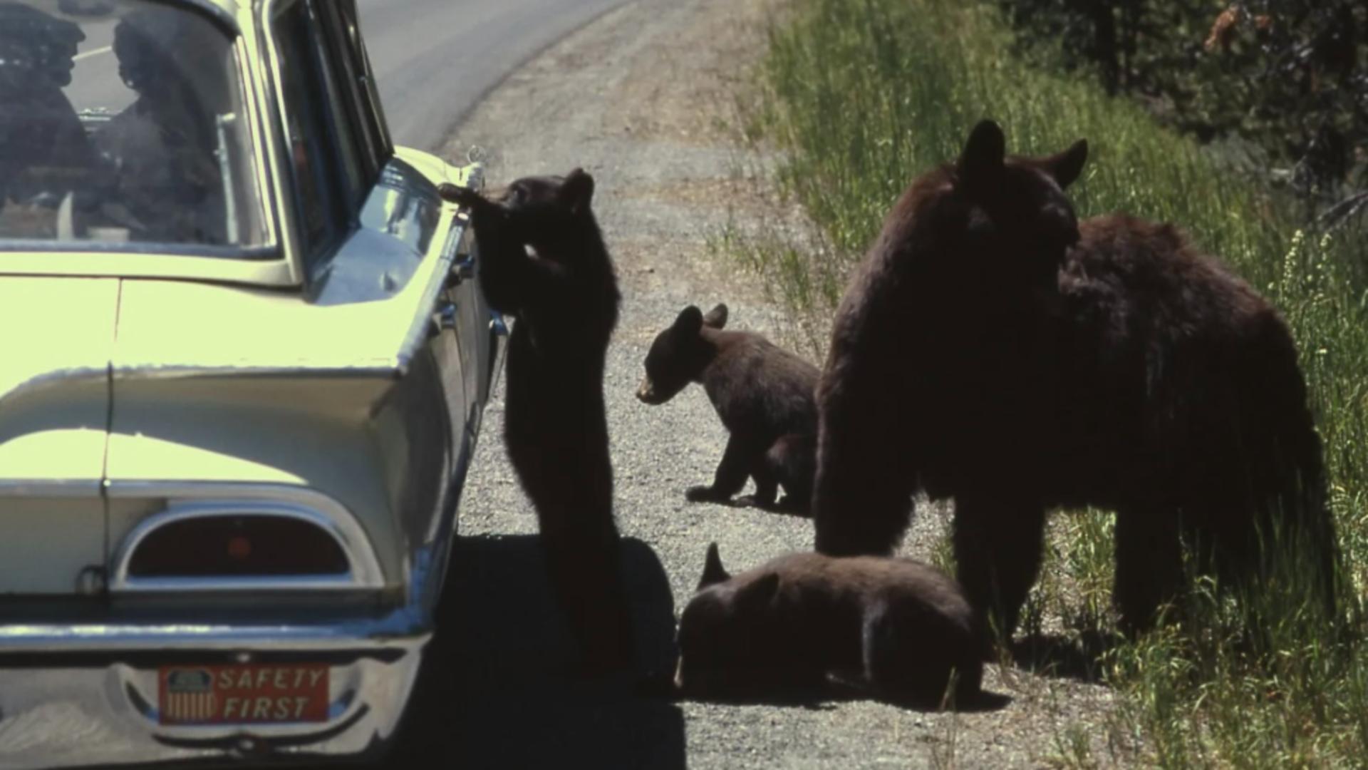 Recensământul recent al urșilor din România creează controverse: de 3 ori mai multe animale decât pot adăposti pădurile 
