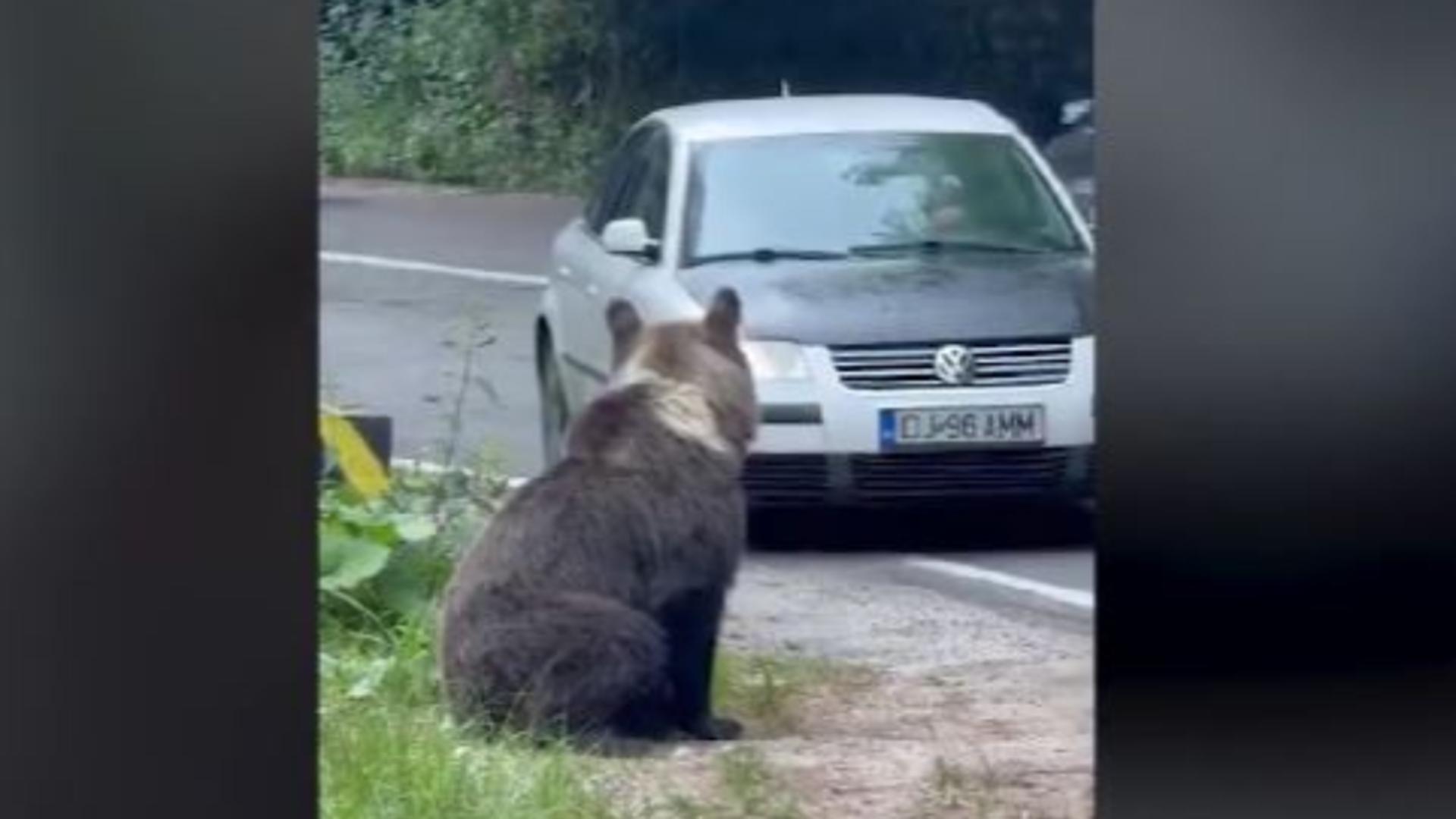 Înmulțirea populație adulte poate duce la degenerare