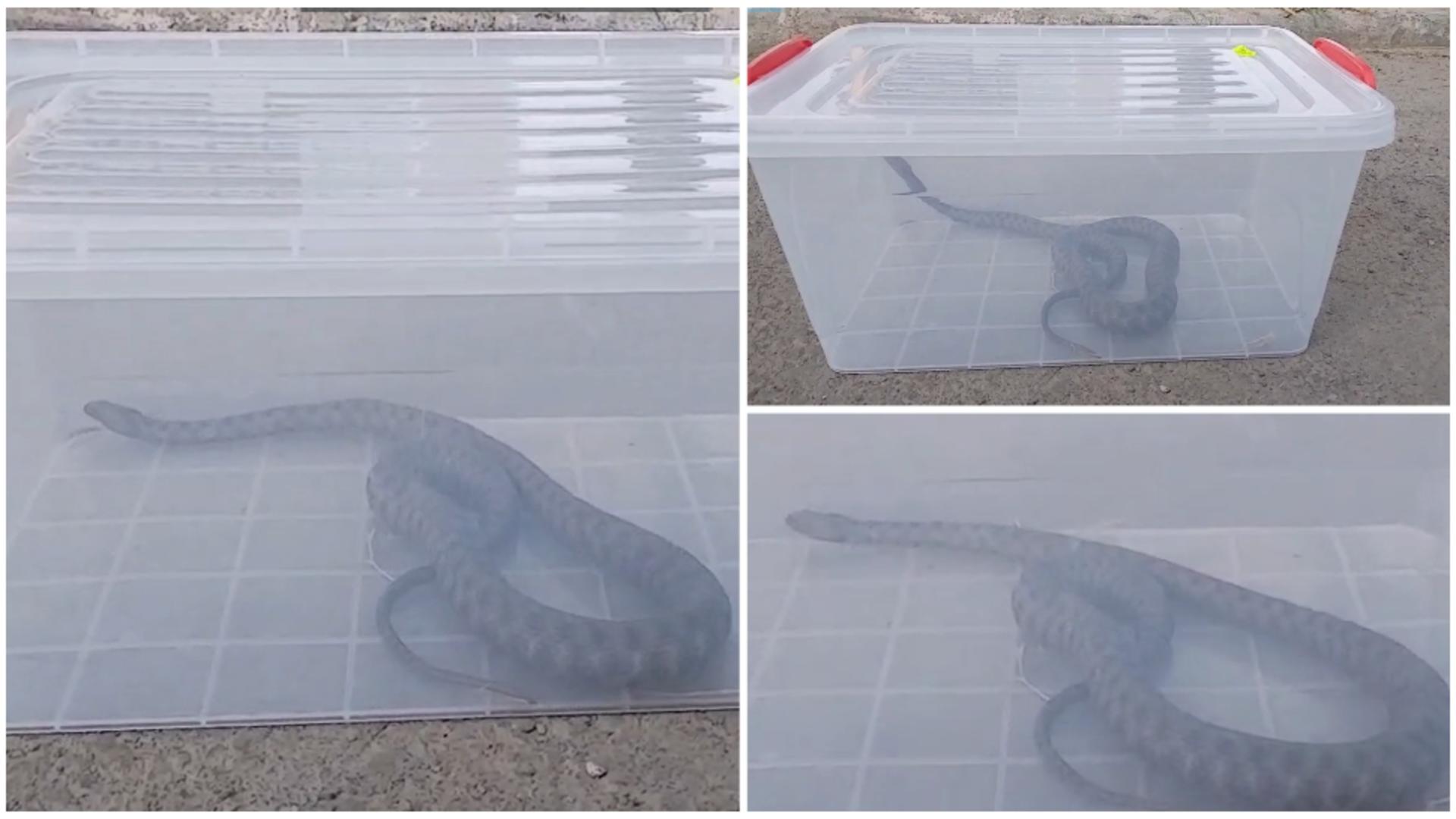 Momente de panică într-un parc din Mangalia! FOTO: News.ro