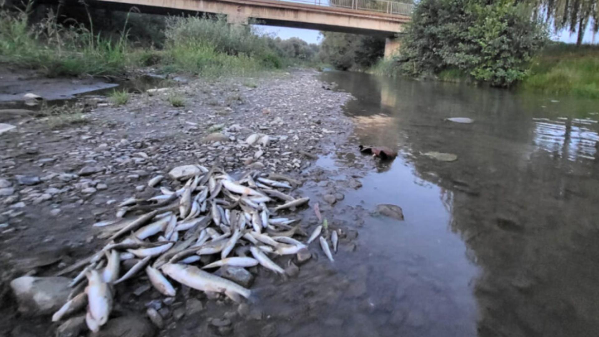 Poluare masivă pe râul Avrig: mii de pești, găsiți morți după o deversare de beton de pe șantierul A13. Reacția autorităților/ Captură foto
