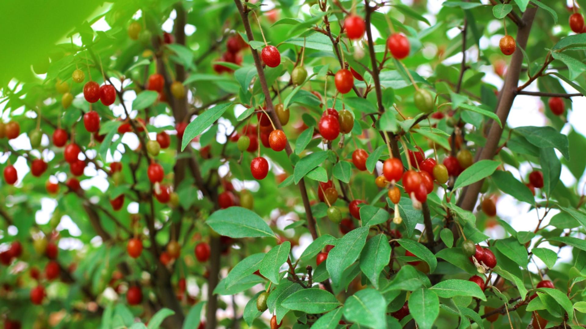 Berberina a fost folosită de secole în medicina tradițională chineză și ayurvedică. Foto/Profimedia
