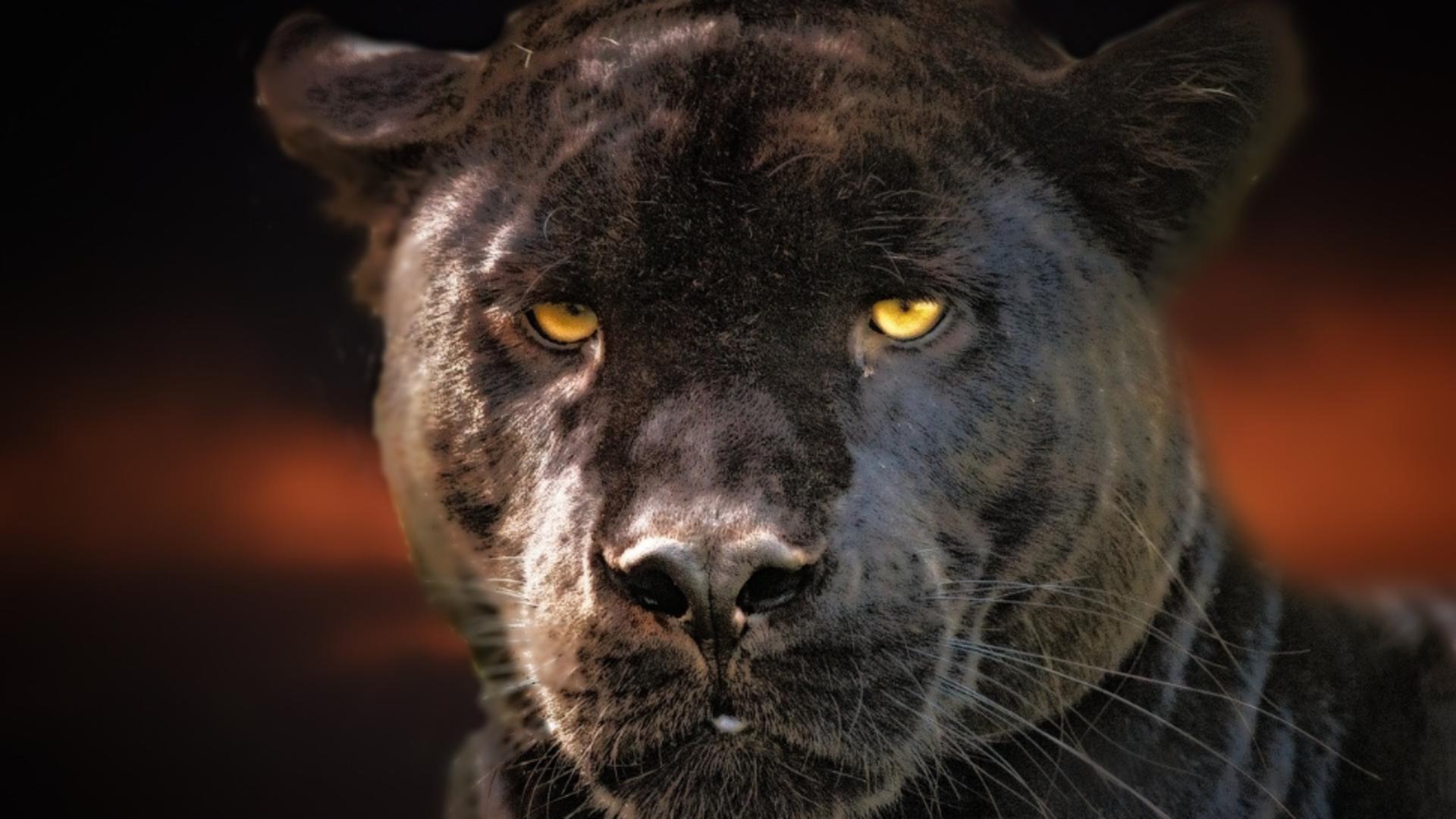 Alertă la granița româno-bulgară: pantera neagră dispărută în iunie ar fi fost zărită din nou