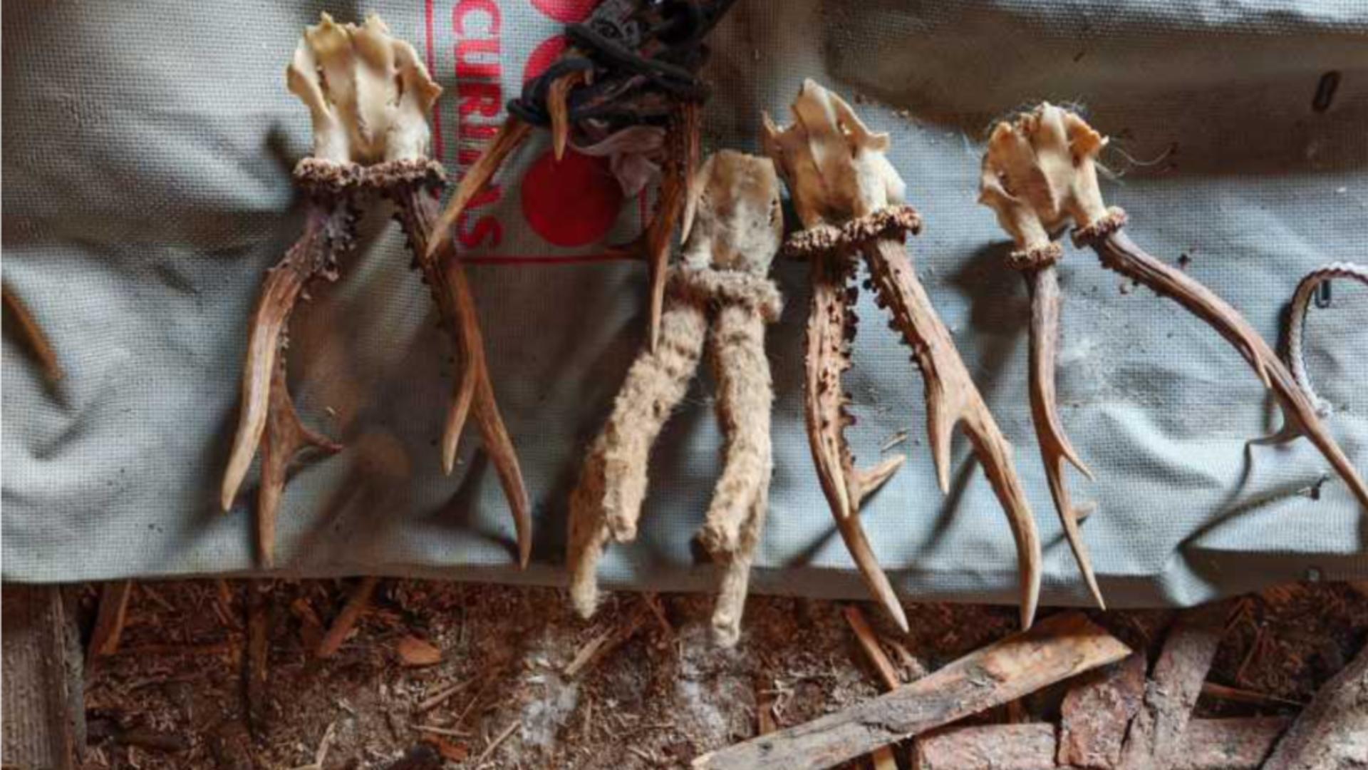 Trei bărbați din Borșa, reținuți pentru braconaj. FOTO: IPJ Maramureș 