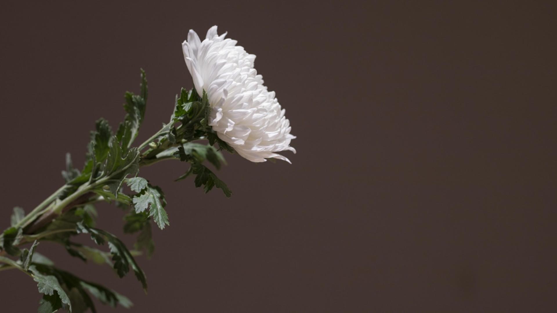 Doliu în lumea influencerilor! Mamă de 27 de ani, ucisă accidental într-un schimb de focuri la semafor