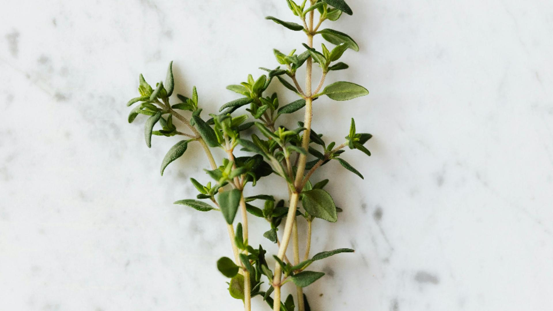 Planta medicinală recomandată pentru a trata răceala și durerile în gât. Acționează ca un antibiotic natural