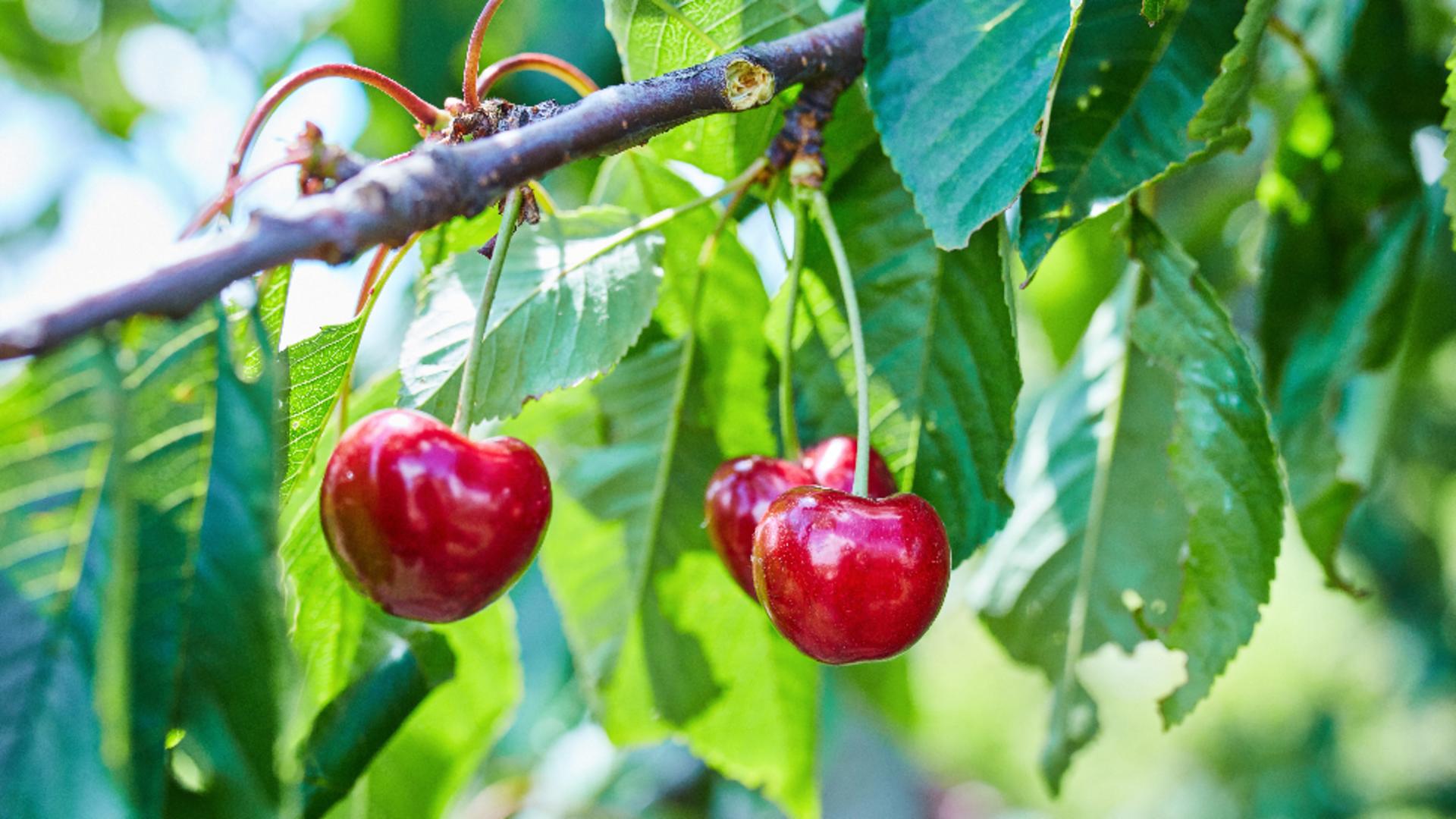 Un ieșean care l-a dat pe Dumnezeu în judecată revine cu o nouă plângere și cere despăgubiri pentru că vântul i-a doborât un cireș