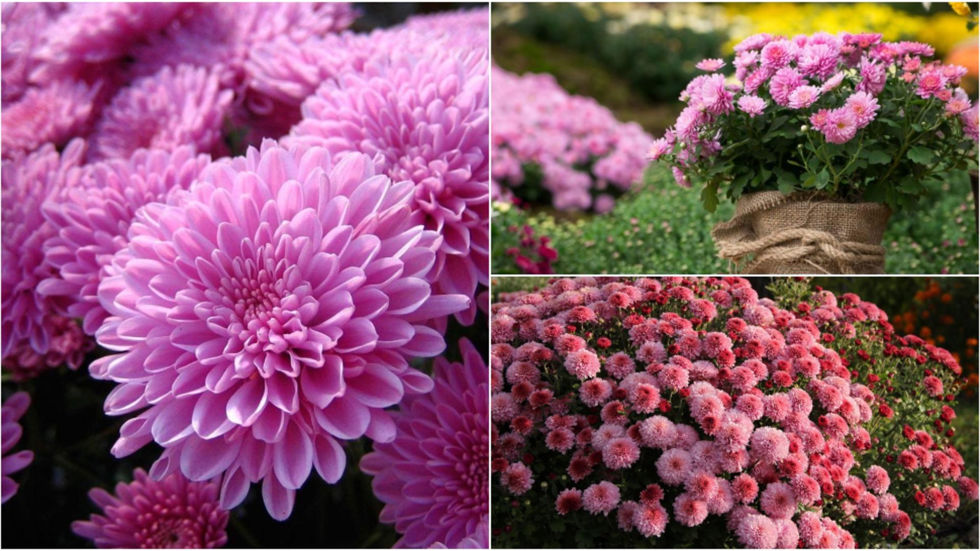 Secretul celor mai frumoase crizanteme