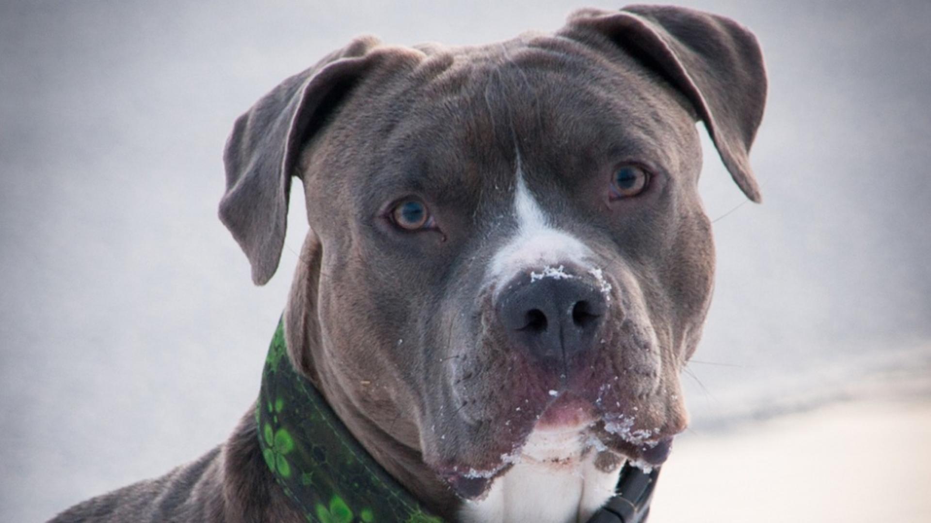 Tânără de 26 de ani, atacată de un câine Amstaff pe stradă. Proprietarul, amendat și cercetat penal