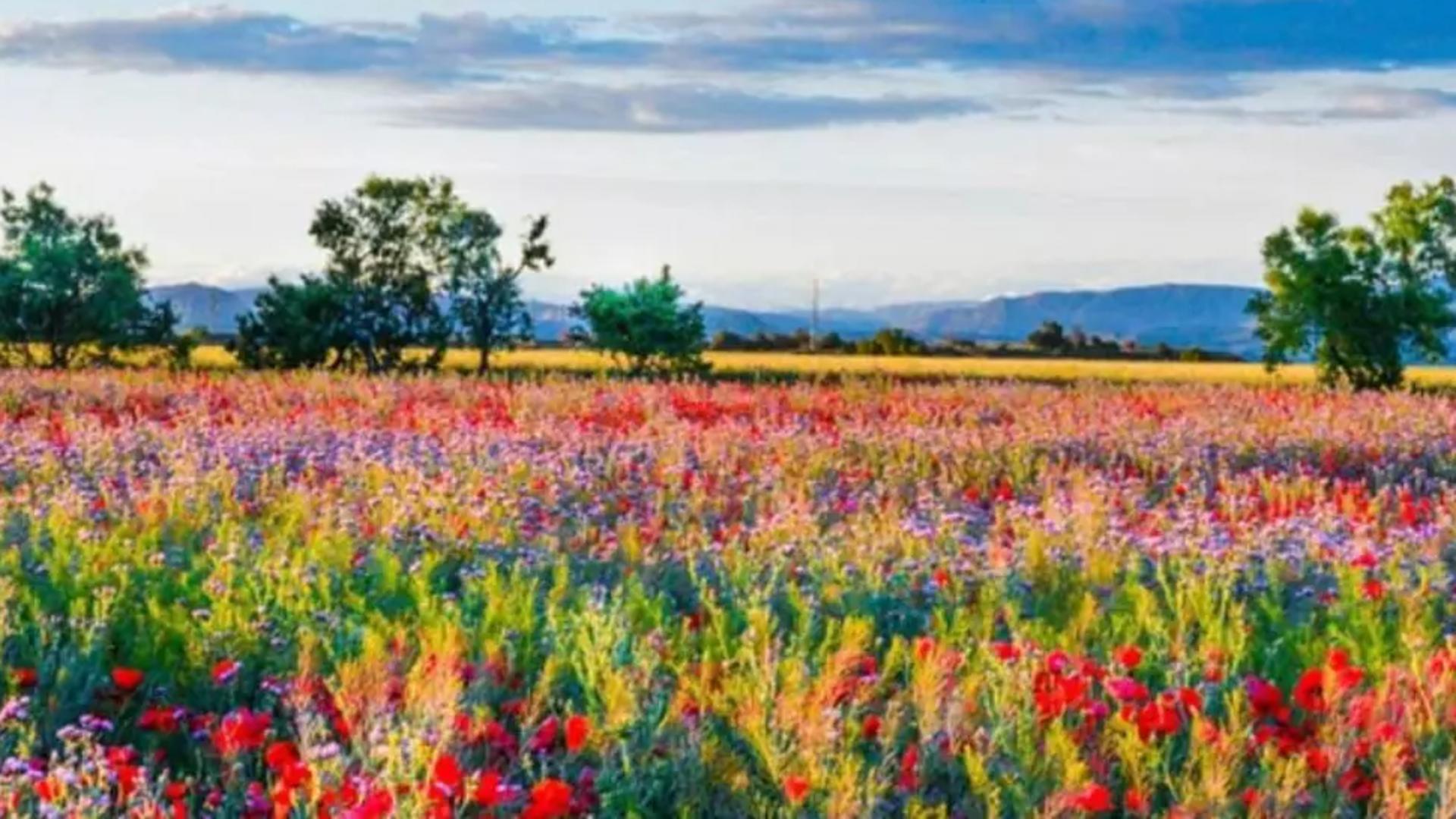 O floare care se găsește peste tot poate să vindece, dar poate și ucide