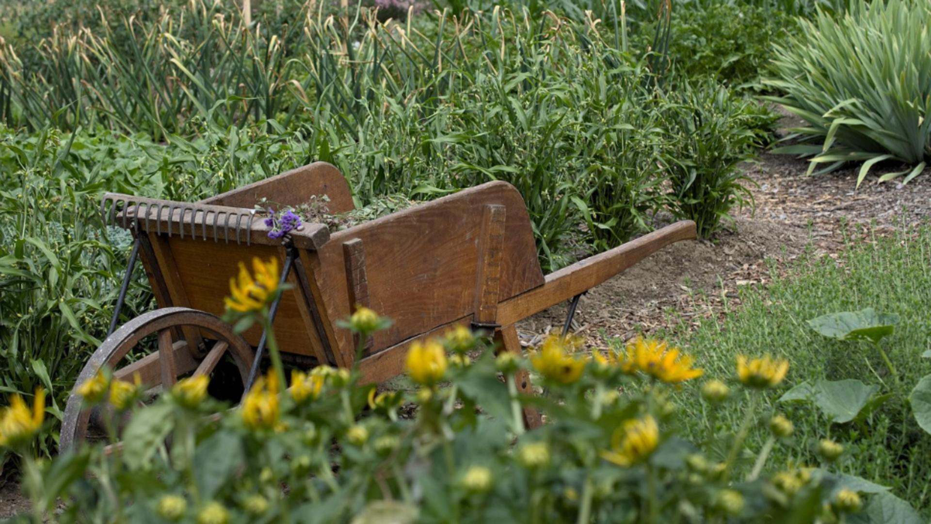 Ce legume se cultivă în septembrie. Trucurile grădinarilor pentru o recoltă bogată