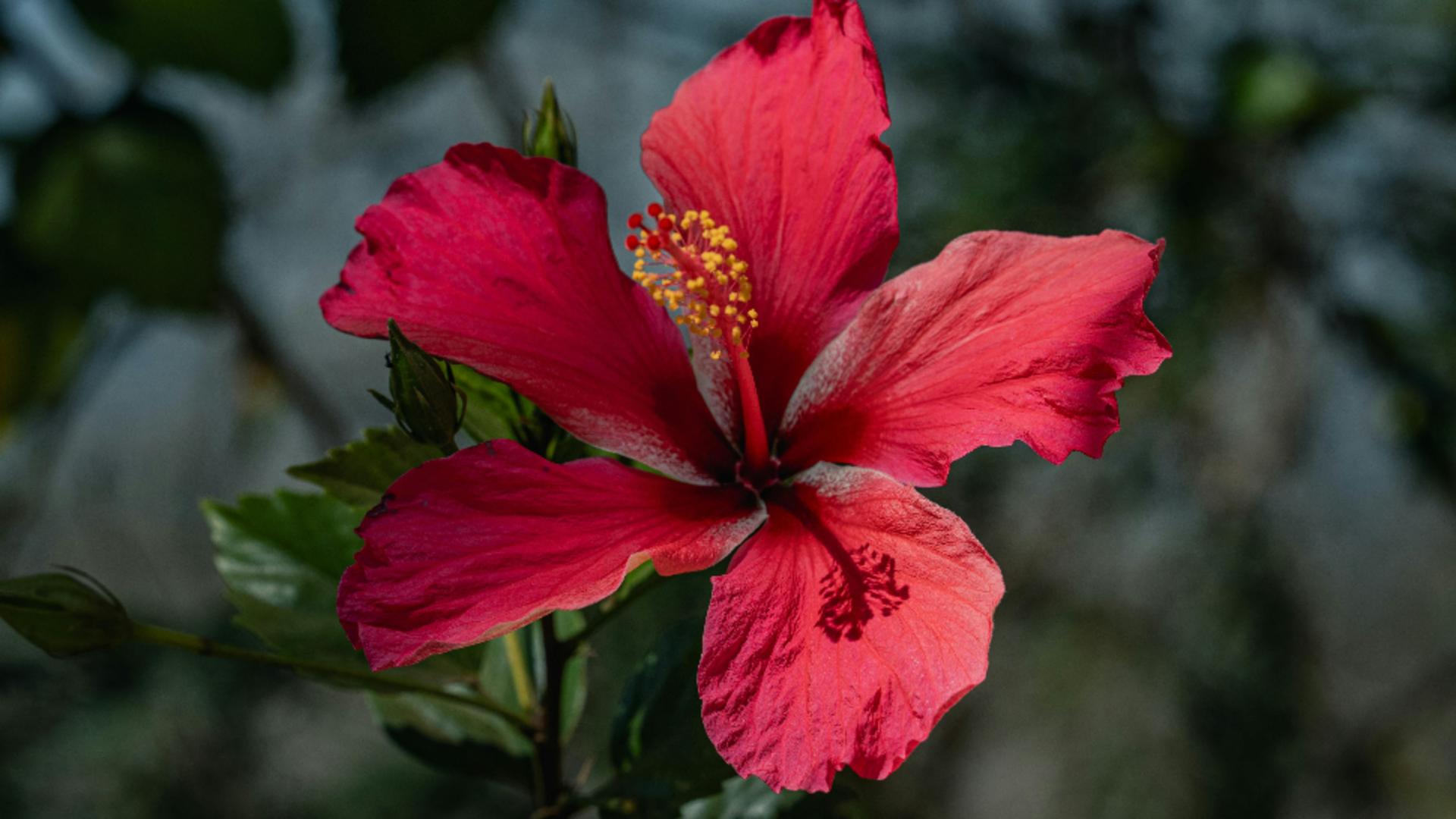 De ce se îngălbenesc frunzele la trandafirul japonez. Care sunt cauzele și ce trebuie să faci?