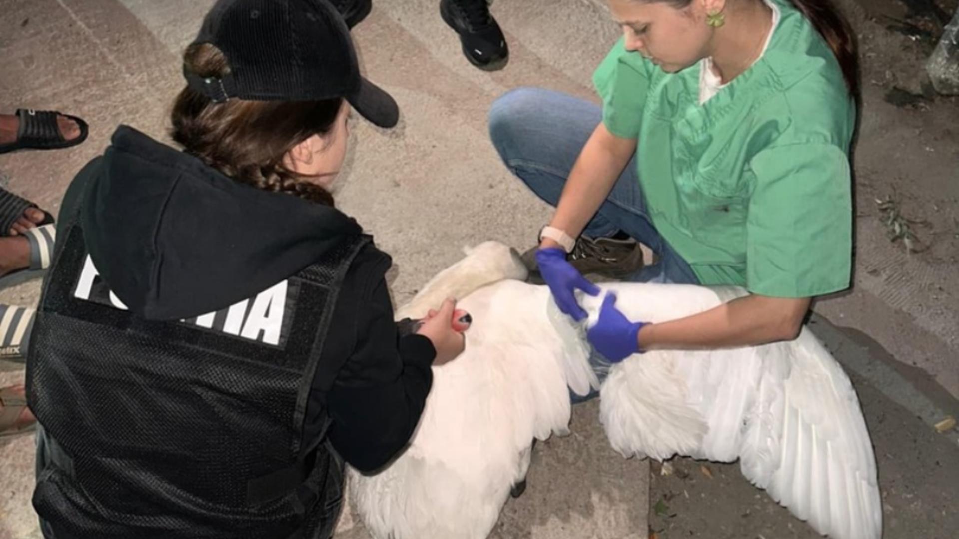 Două lebede albe, găsite captive într-o gospodărie, salvate de polițiștii pentru protecția animalelor. Cinci persoane, anchetate penal