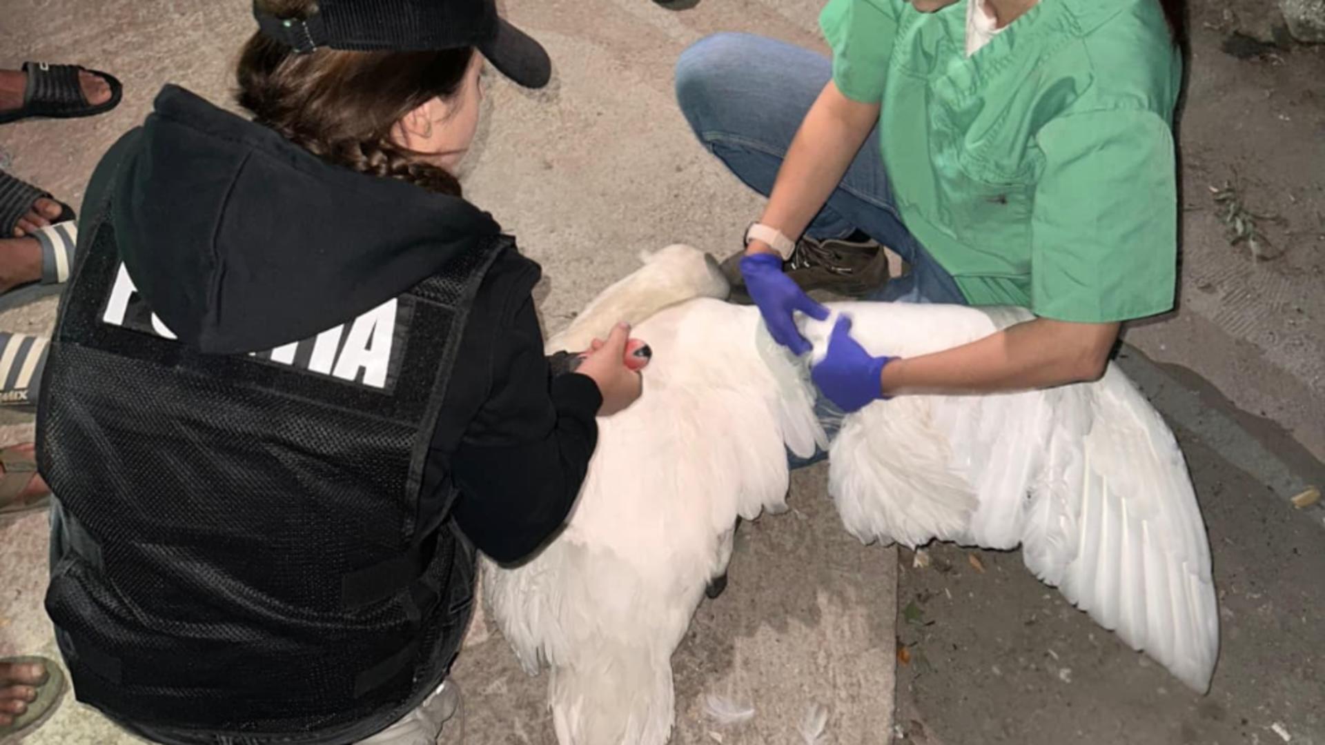  Păsările au fost găsite într-o comuna Copăceni, în  apropierea râului Argeș. Foto/IPJ Ilfov