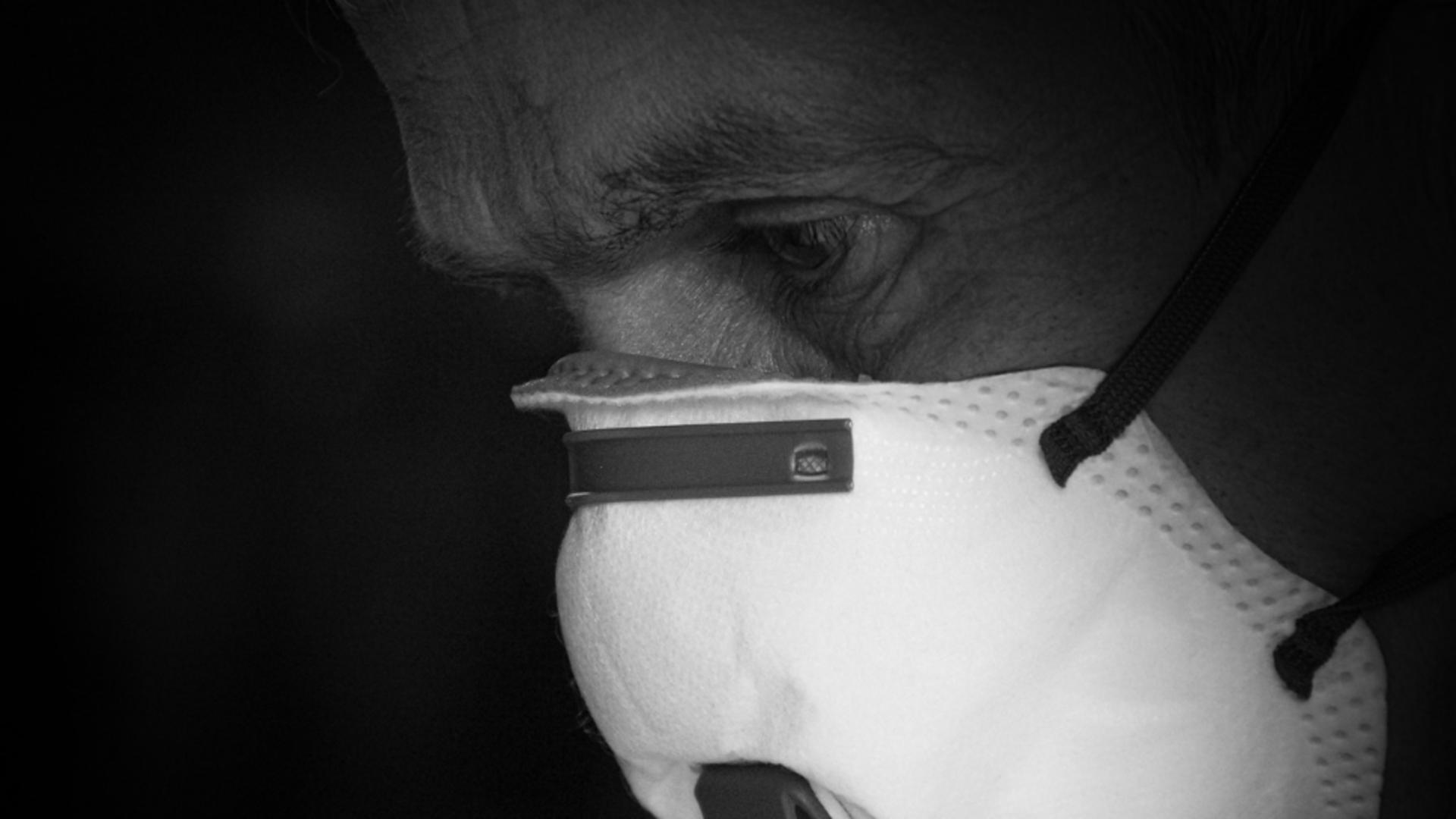 Epidemie de gripă porcină după festival. Sute de oameni infectați