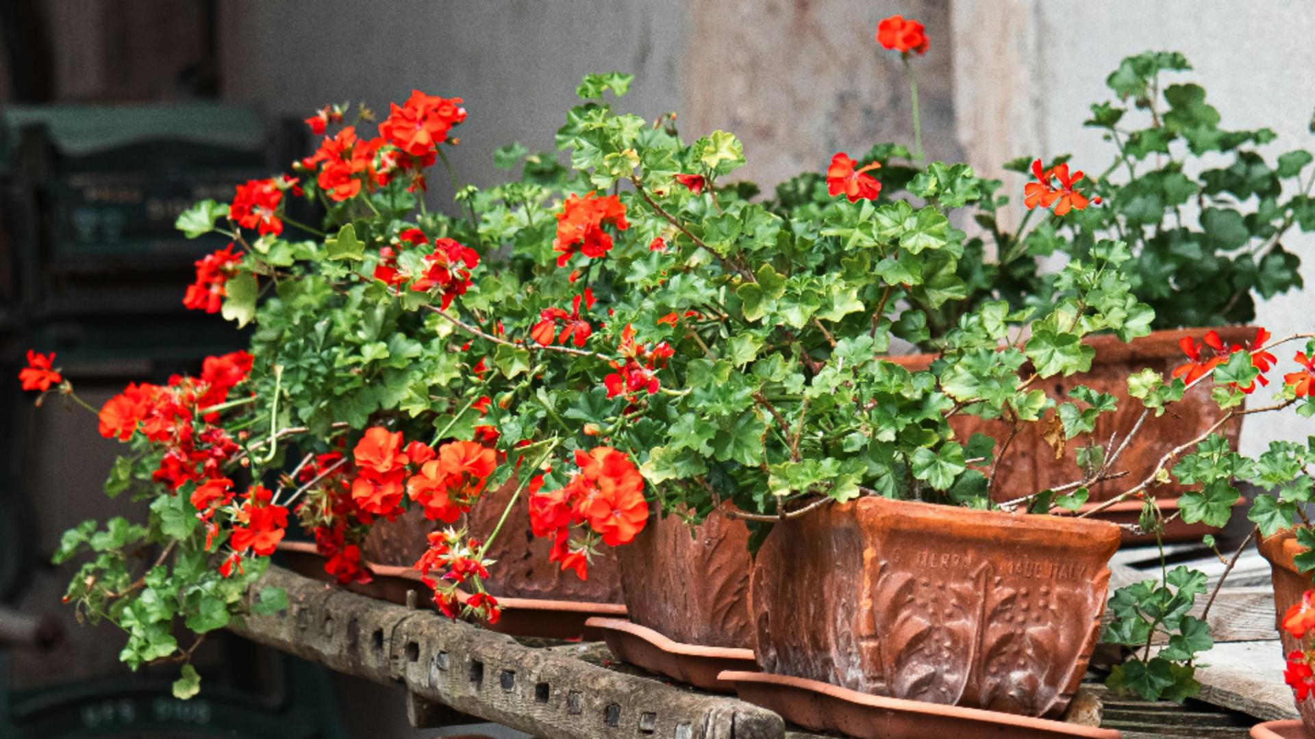 Cum să ai mușcate înflorite pentru mult timp. Cel mai prielnic loc