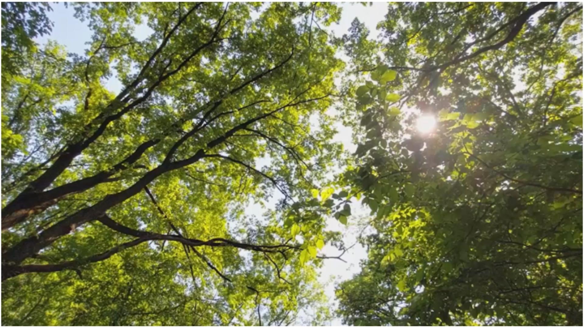 Momente de coșmar pentru două fetițe din Botoșani