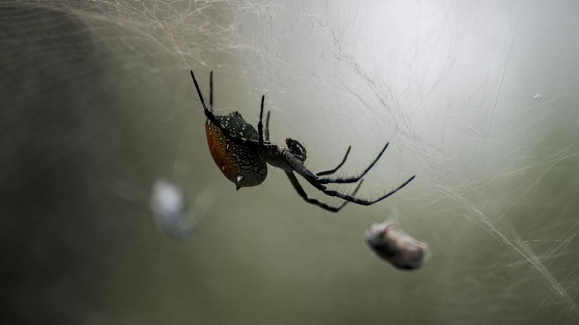 Cum să alungi păianjenii din casă folosind metode naturale