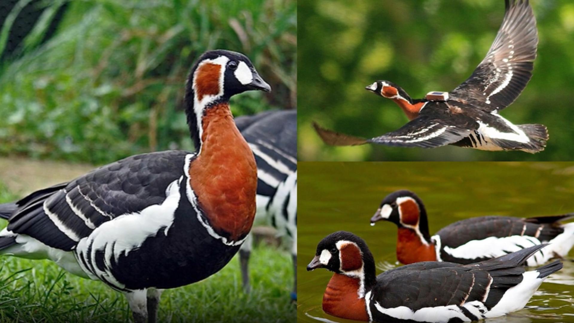 Cât costă în România conservarea unei singure specii de păsări