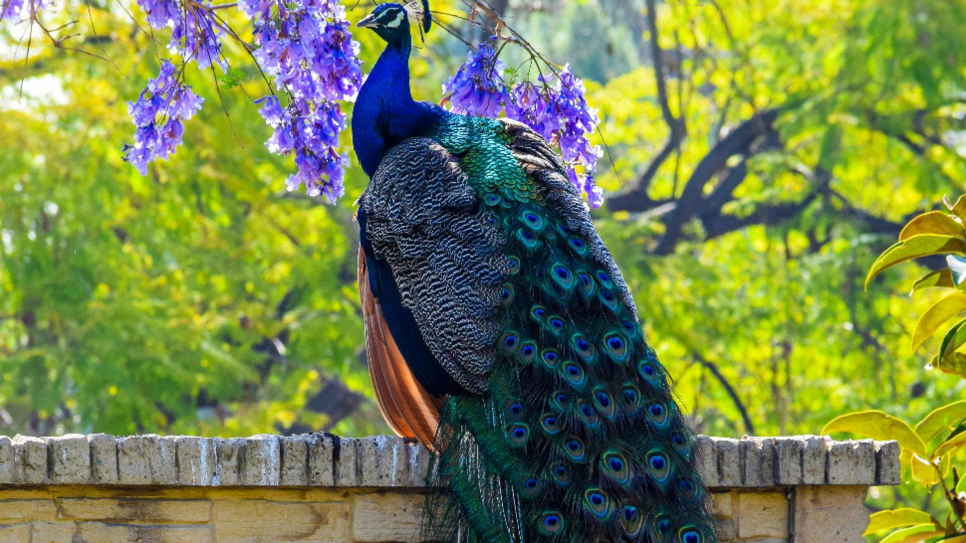 O descoperire remarcabilă arată că păunii își pot tranforma penele în adevărate lasere