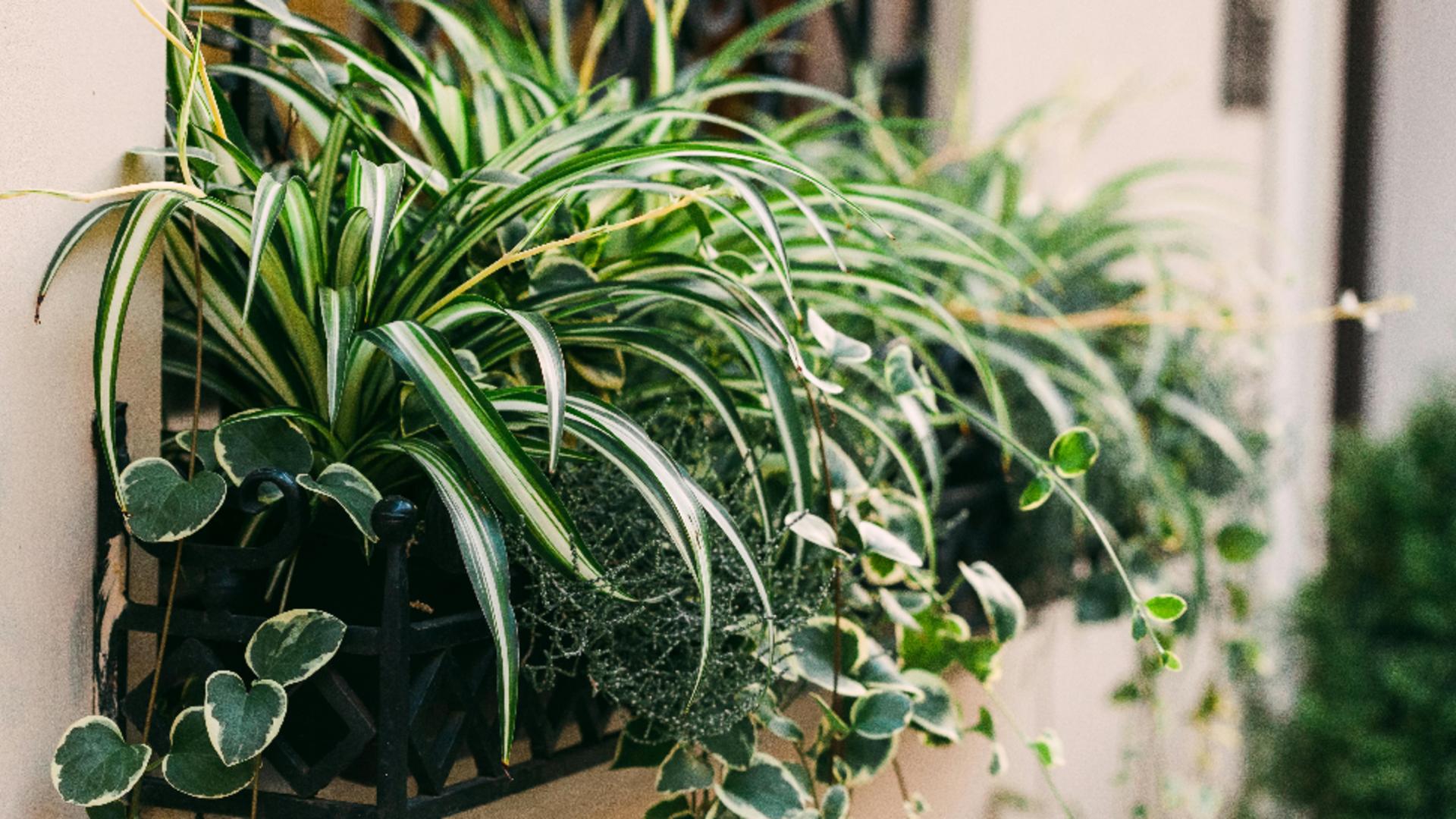 Planta care elimină gazele toxice din încăperi și reduce stresul. Sigur nu știai ce beneficii are această plantă de apartament