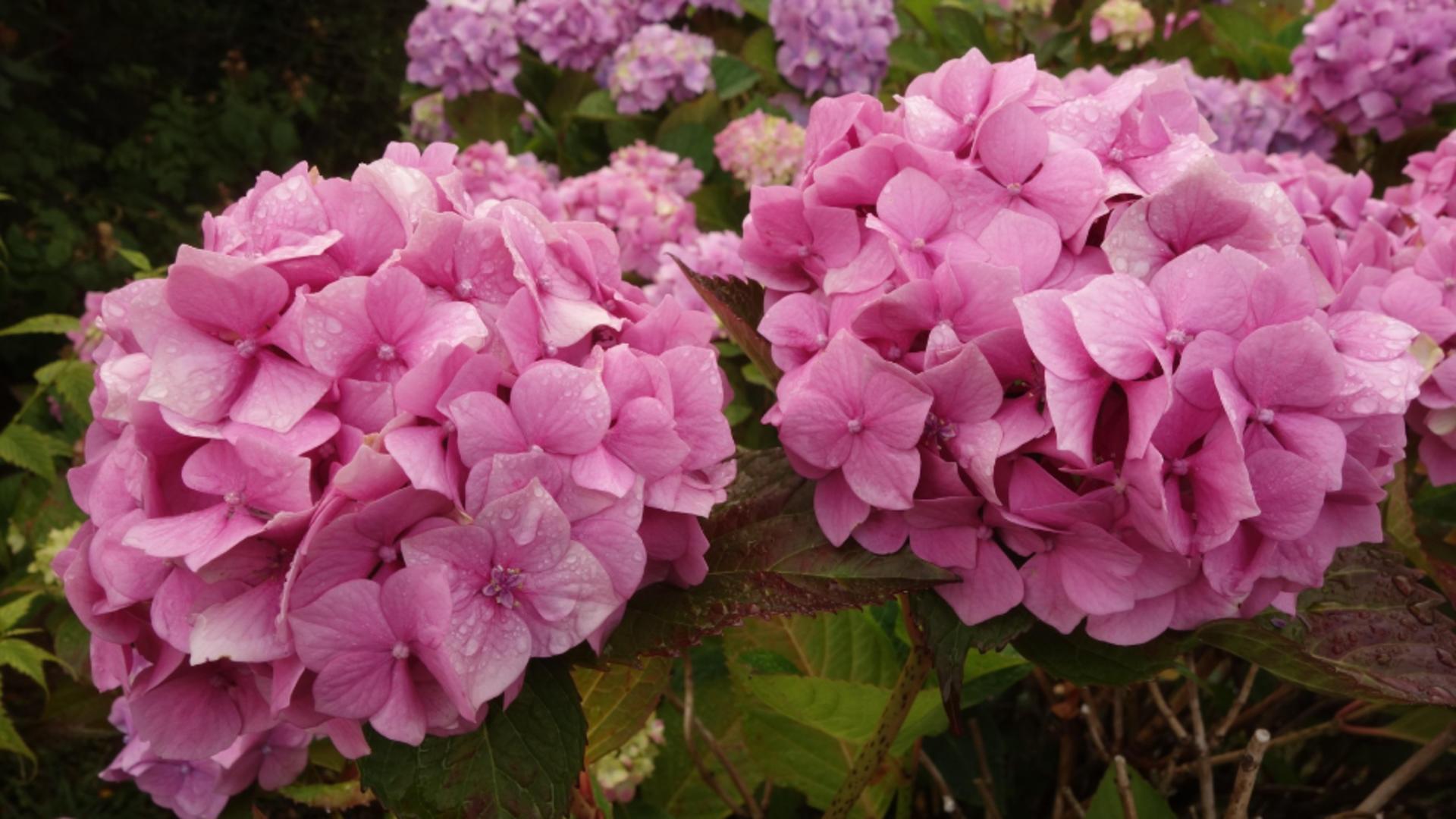 O iubești, dar poate aduce ghinion dacă e ținută în locul greșit: mulți români au această floare în casă/ Profimedia