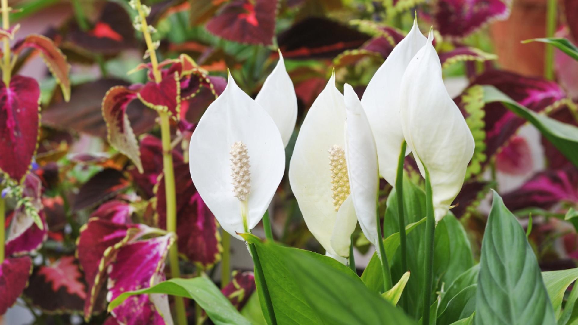 Crinul păcii/ Profimedia