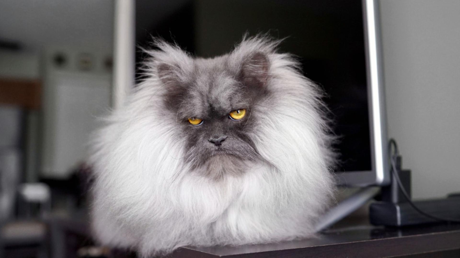 Simptomele demenței la feline sunt ușor de identificat (foto: Profimedia)