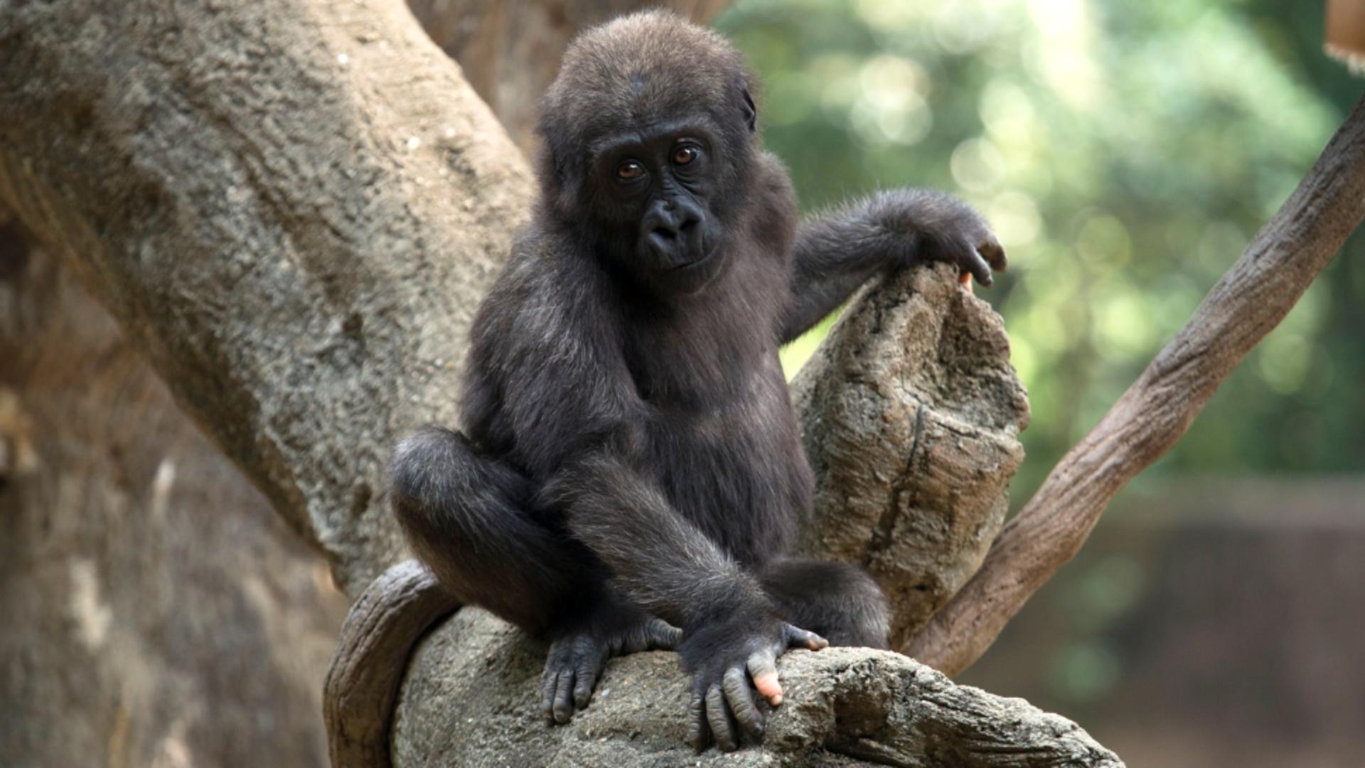 Anaka a devenit vedeta grădinii zooologice (Profiemdia)