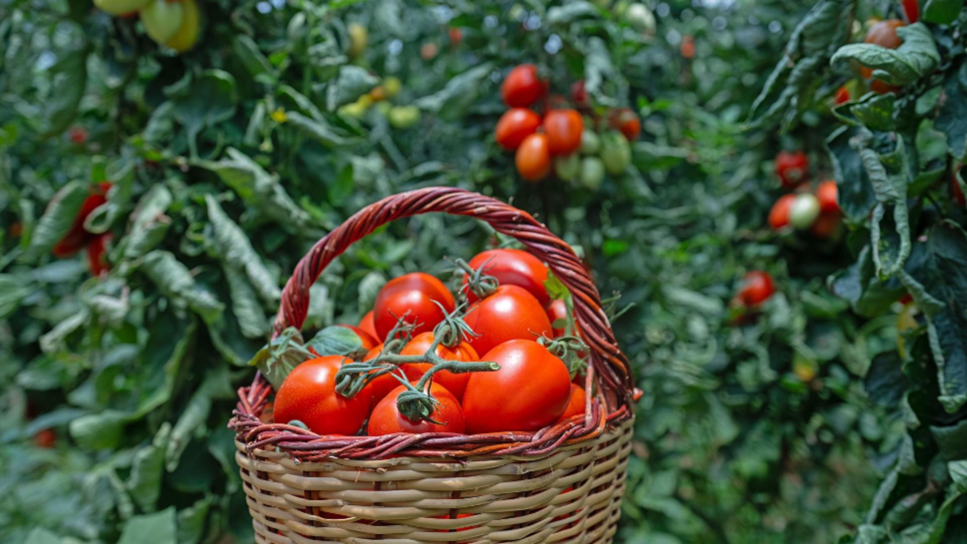 Gustul verii, la borcan. Cum conservi roșiile pentru iarnă: principalele criterii, de care trebuie să ții cont/ Foto: Profimedia 