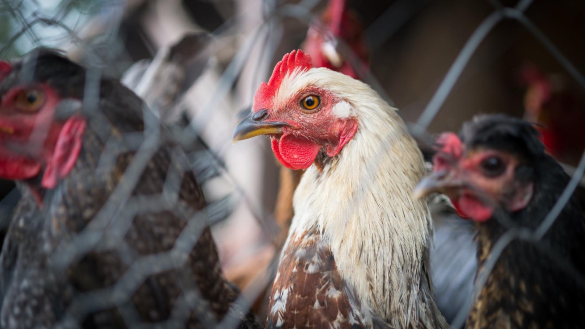 Rețeta bunicilor: ce puneau în apa găinilor pentru ouă mari și cu ălbenuș auriu/ Profimedia