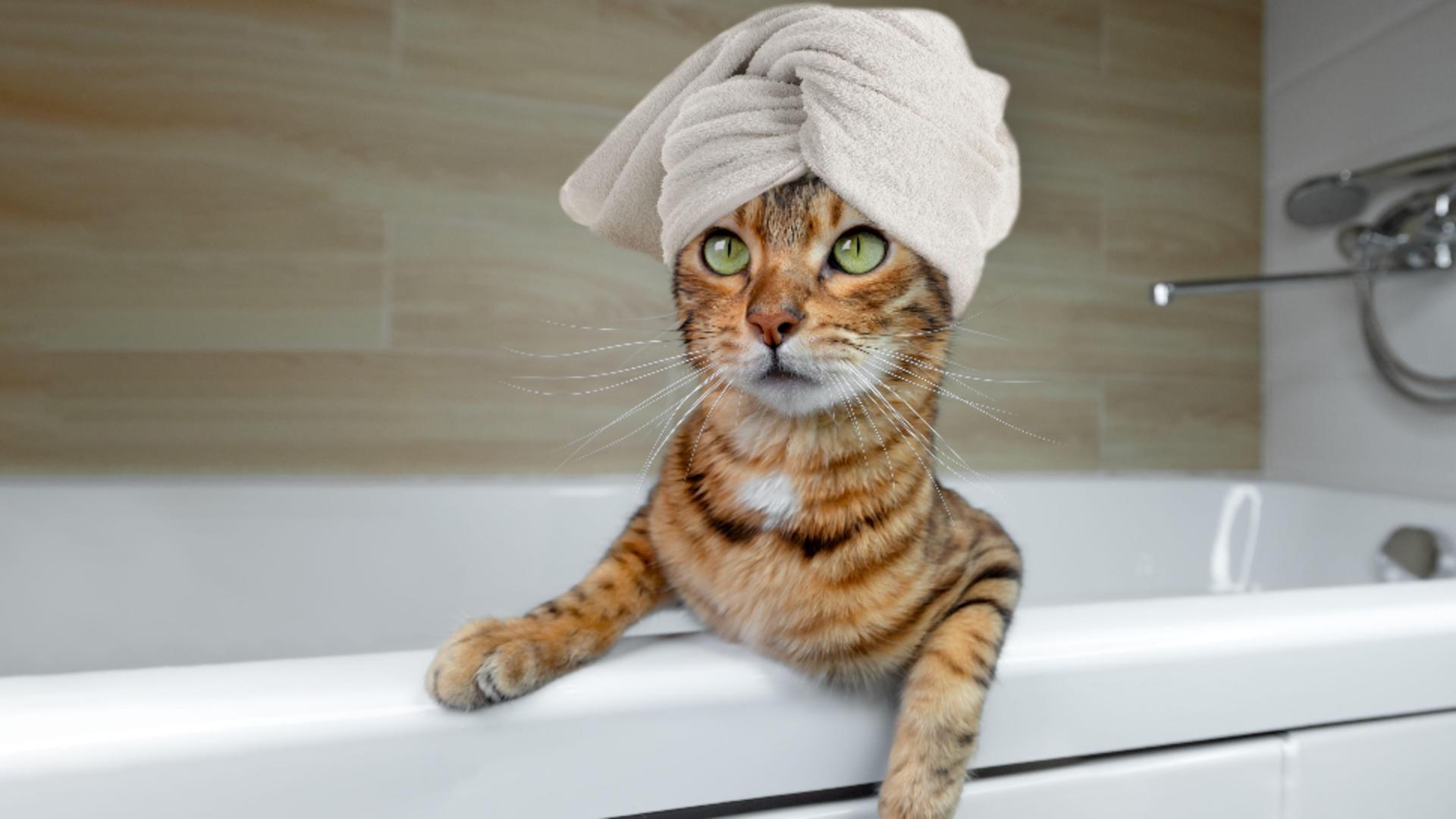 Baia la pisici: când este necesară și cum să îți îngrijești prietenul blănos/ Profimedia