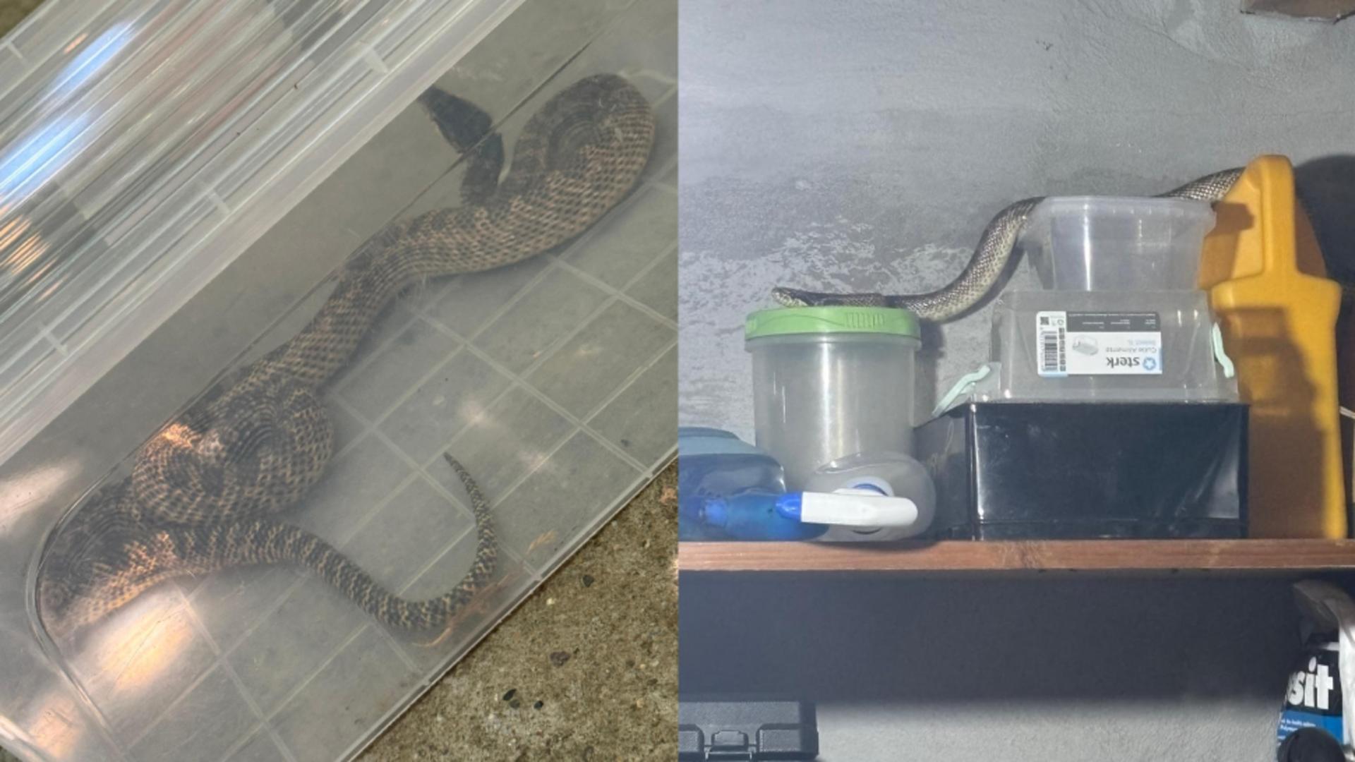 Panică într-o gospodărie din județul Constanța. FOTO: Facebok