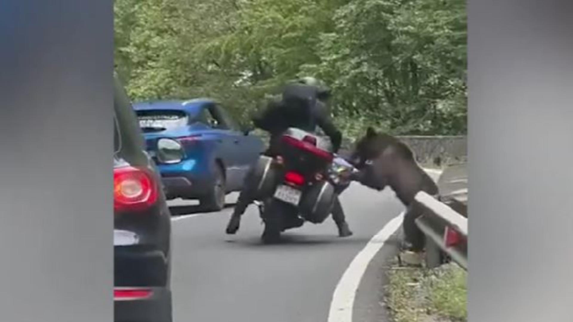 Turist străin, atacat de un urs pe Transfăgărășan. Animalul i-a răsturnat motocicleta și i-a golit rucsacul