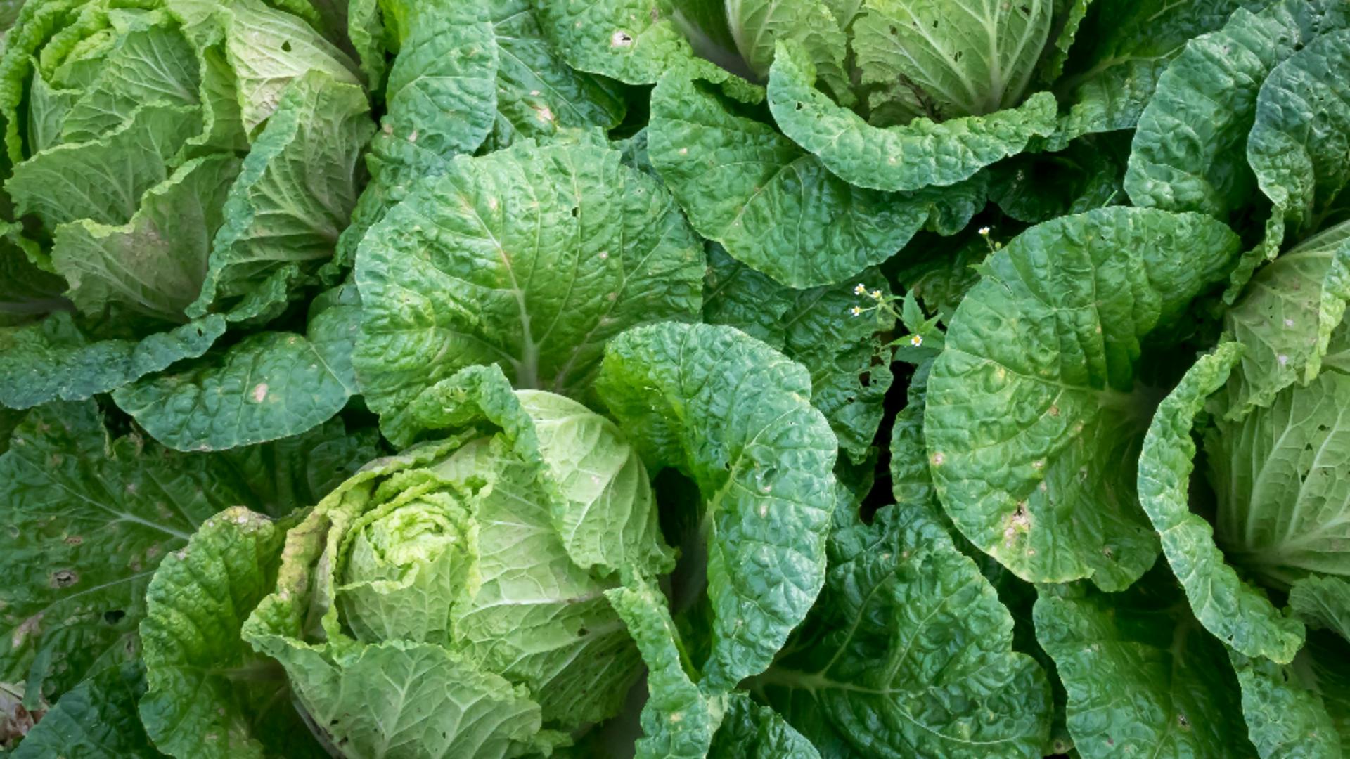 Frunzele de varză crudă sunt remedii excelente pentru durerile de articulații, inflamații și anumite afecțiuni ale pielii