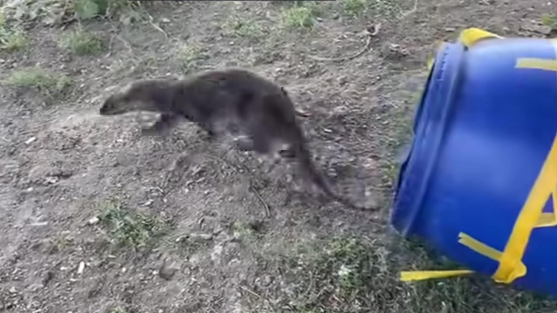 O vidră uriașă s-a refugiat într-un coafor din Carei. Jandarmii au intervenit ca să o scoată afară | VIDEO