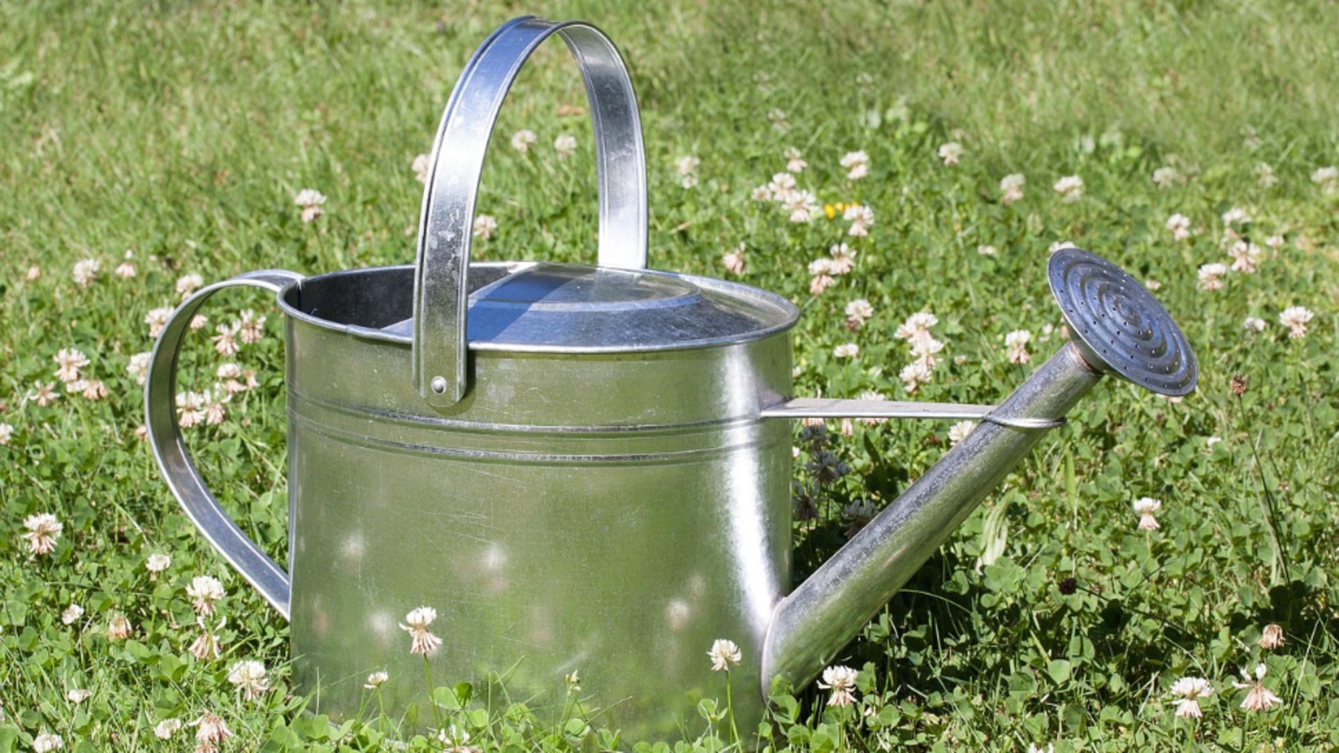 De ce nu e bine să uzi plantele pe arșiță. Avertismentul grădinarilor profesioniști