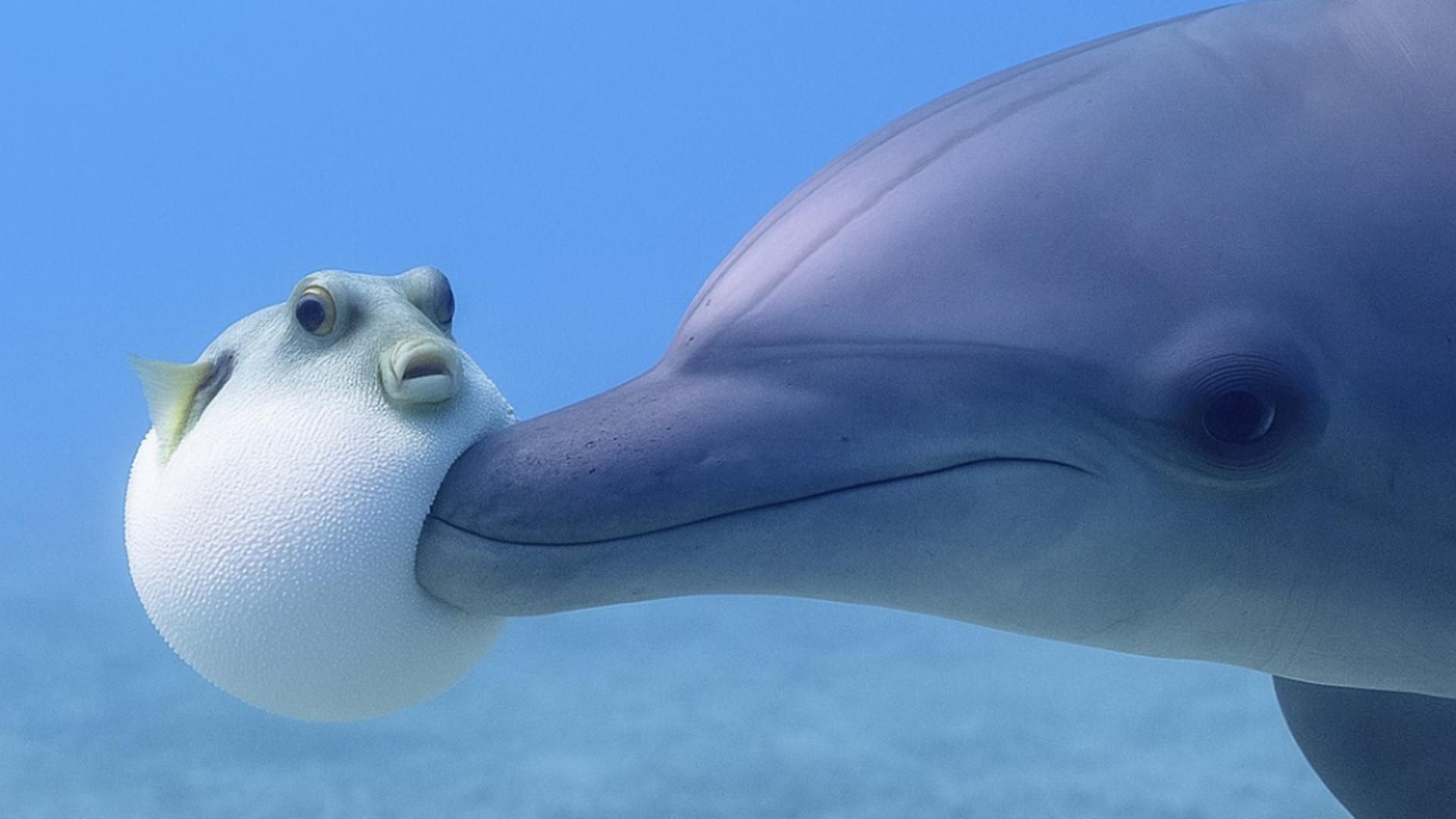Delfinii și „secretele” peștilor puf: un drog natural din adâncuri. Care este slăbiciunea acestor mamifere?